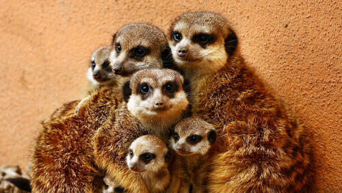 Бесплатное фото Семья сурикатов