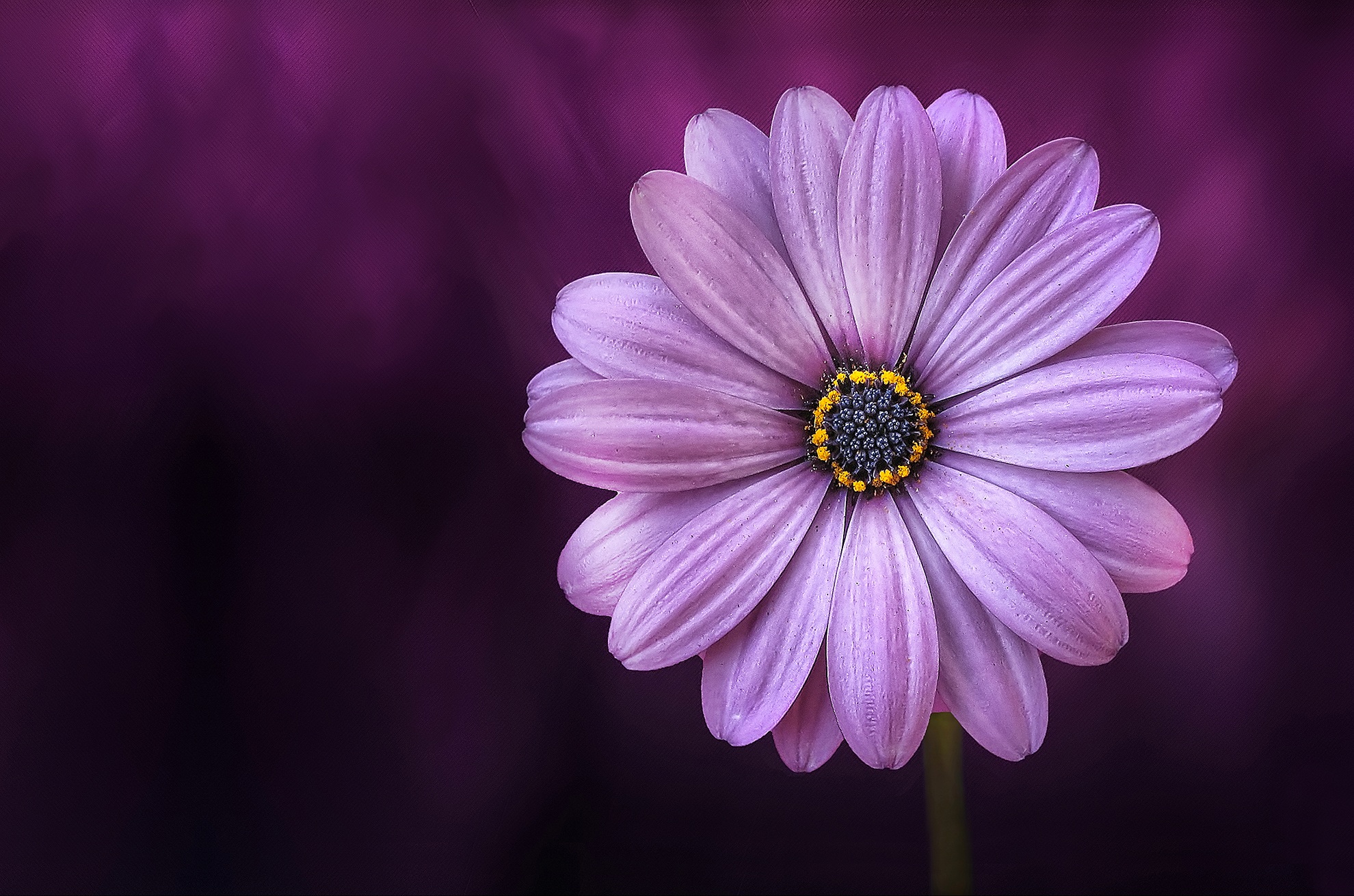 一朵美丽的粉色雏菊