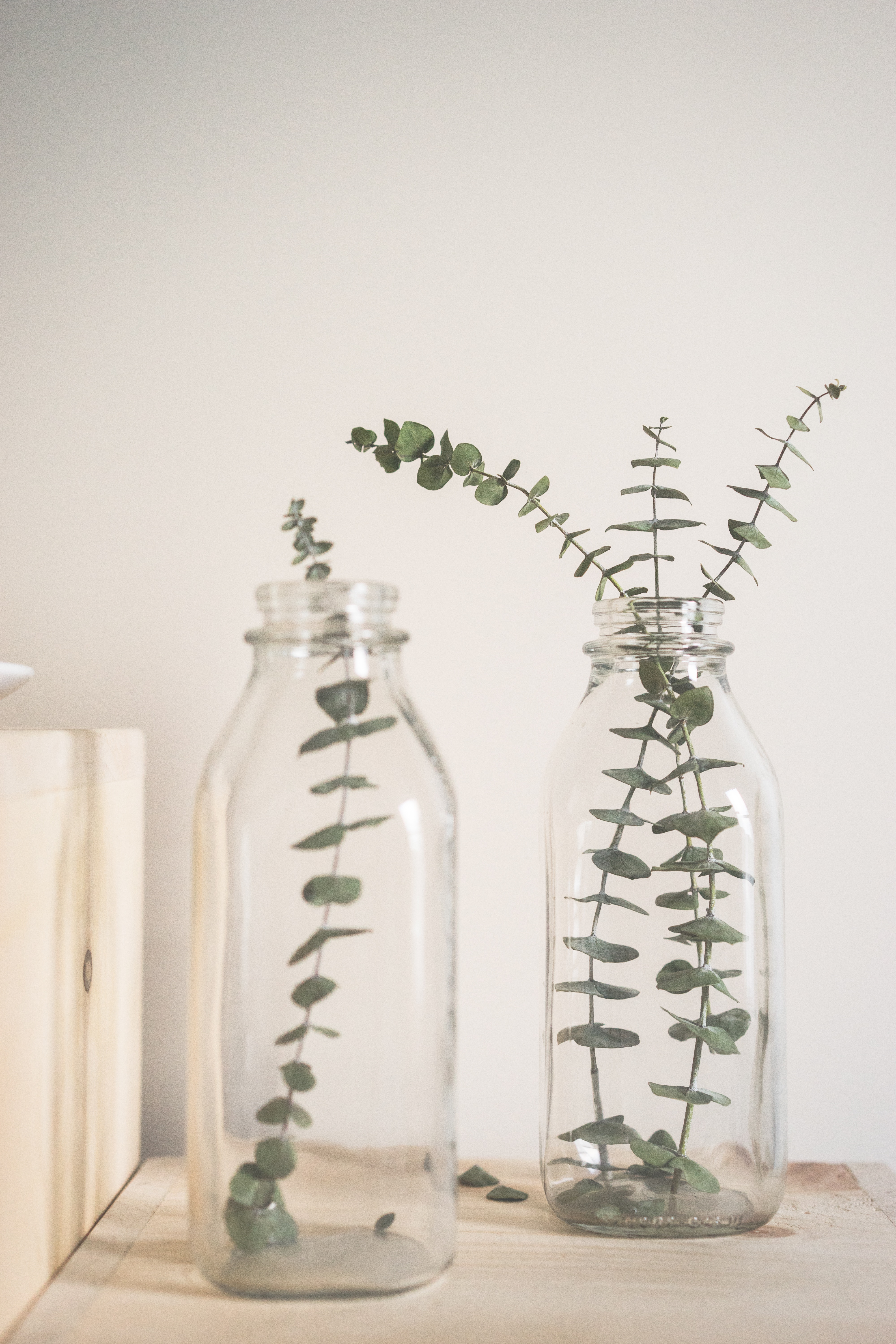 Wallpapers plant glass jar on the desktop
