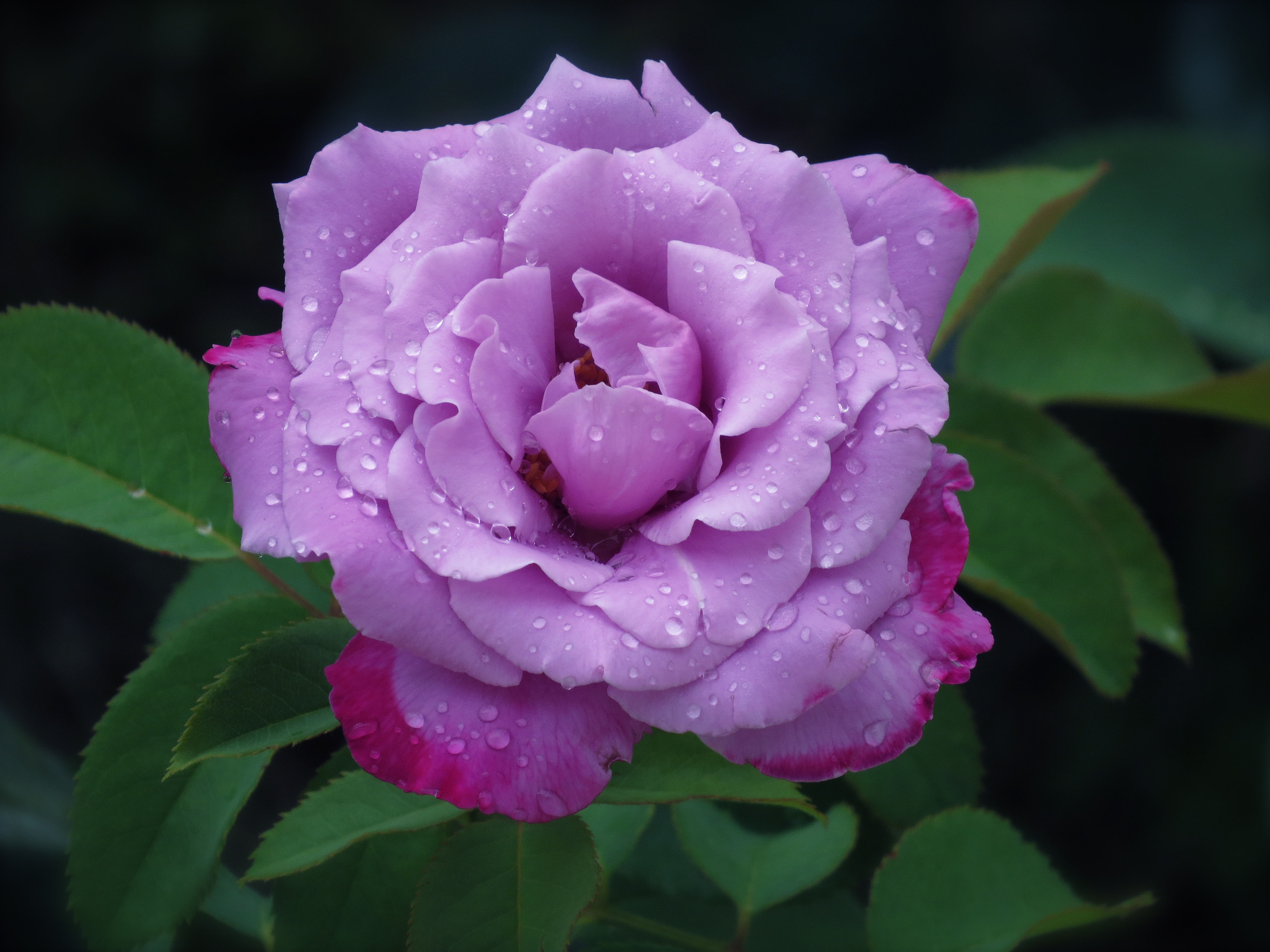 露水和紫玫瑰