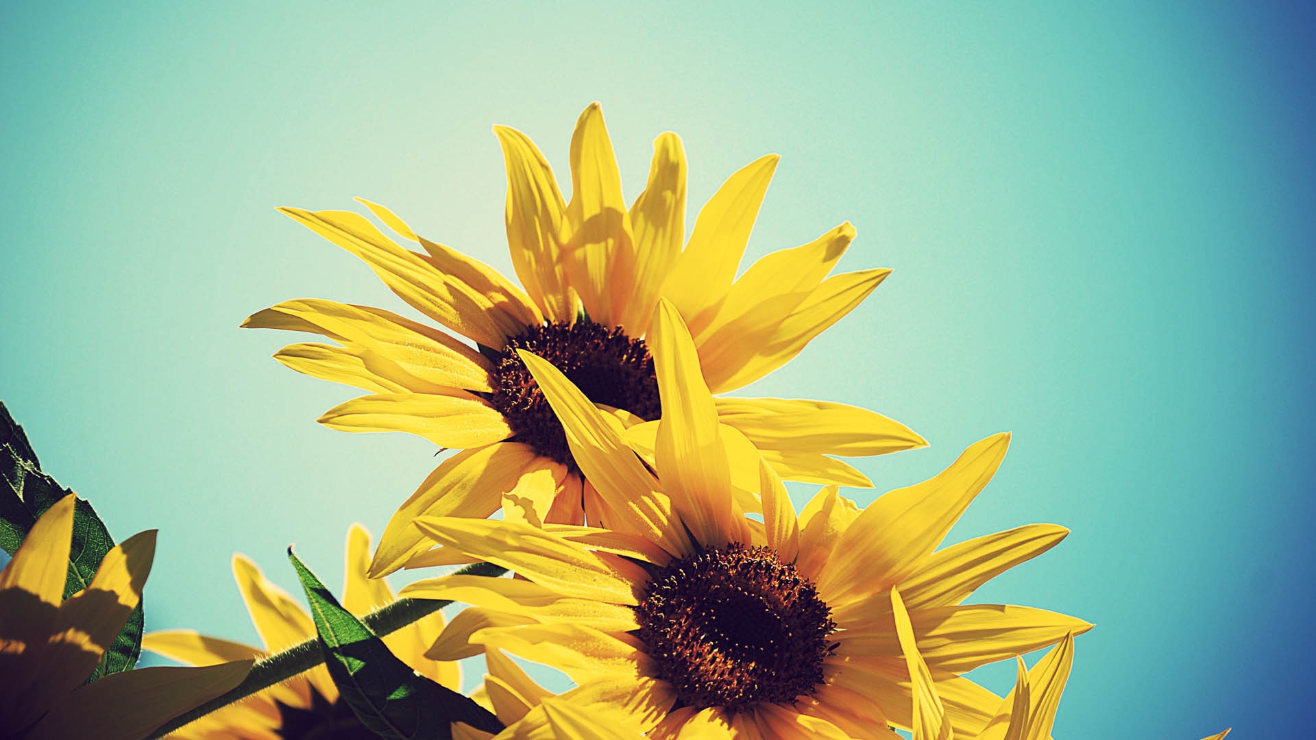 Unusual sunflowers