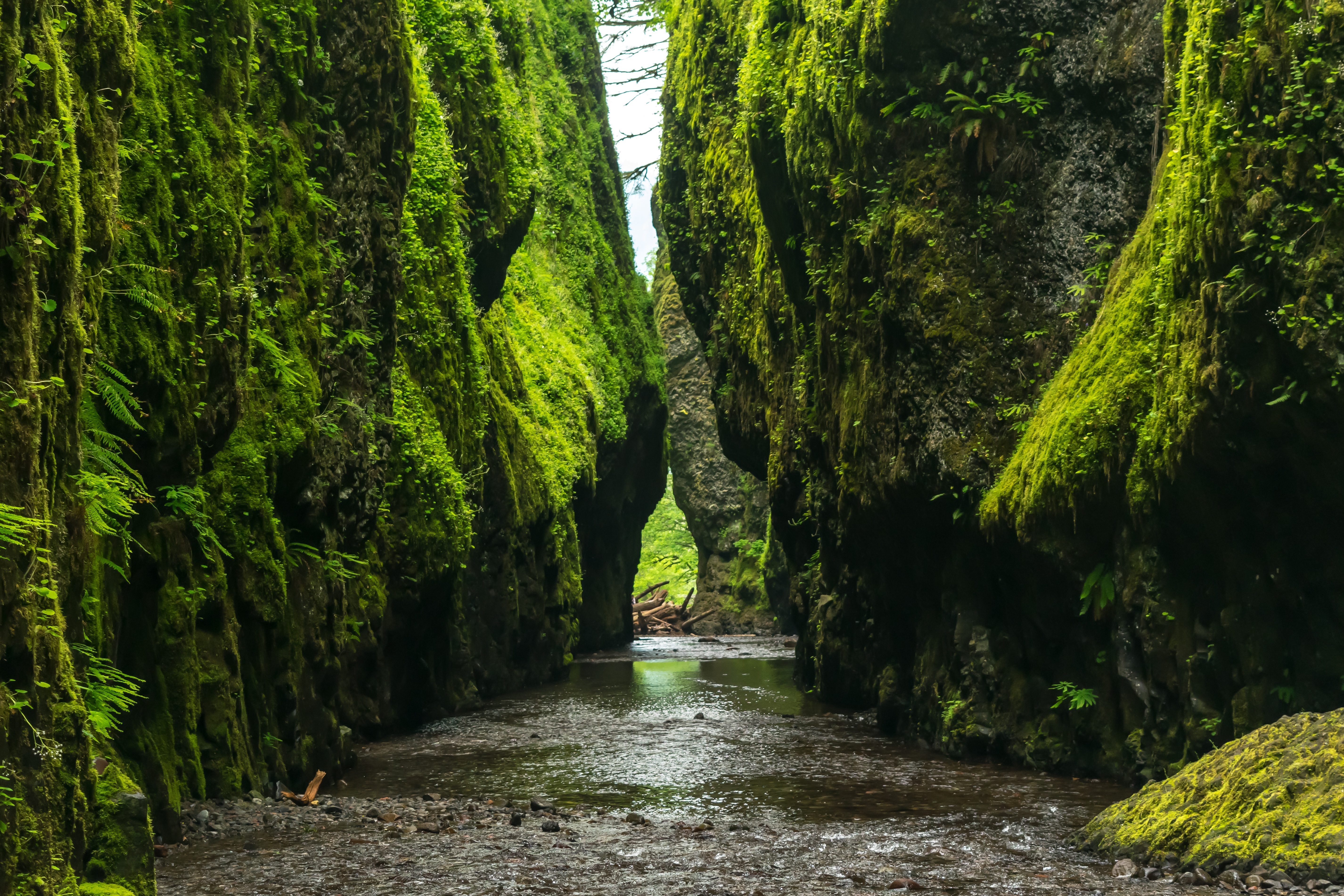 Free photo A moss-covered ravine