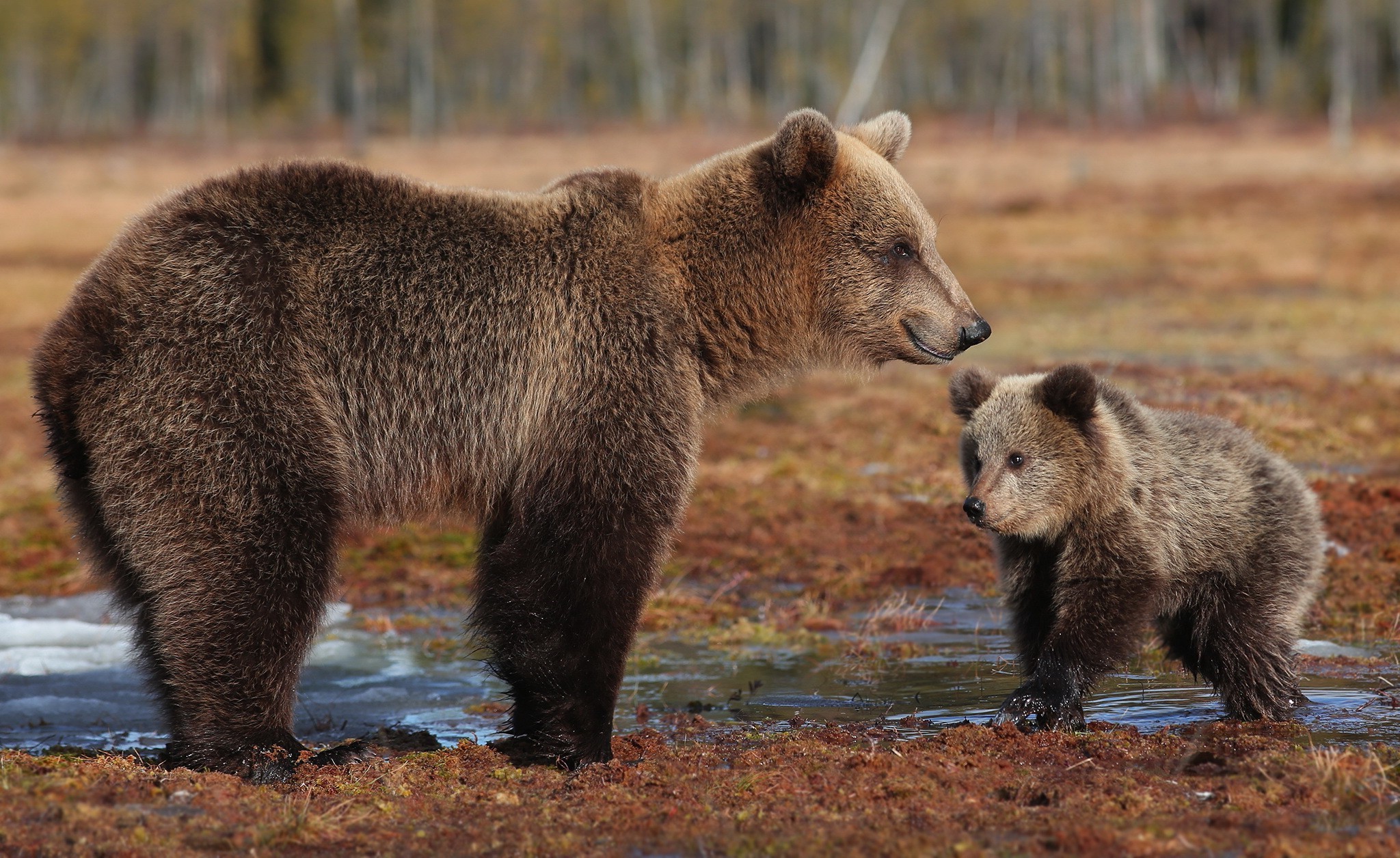Семья гризли