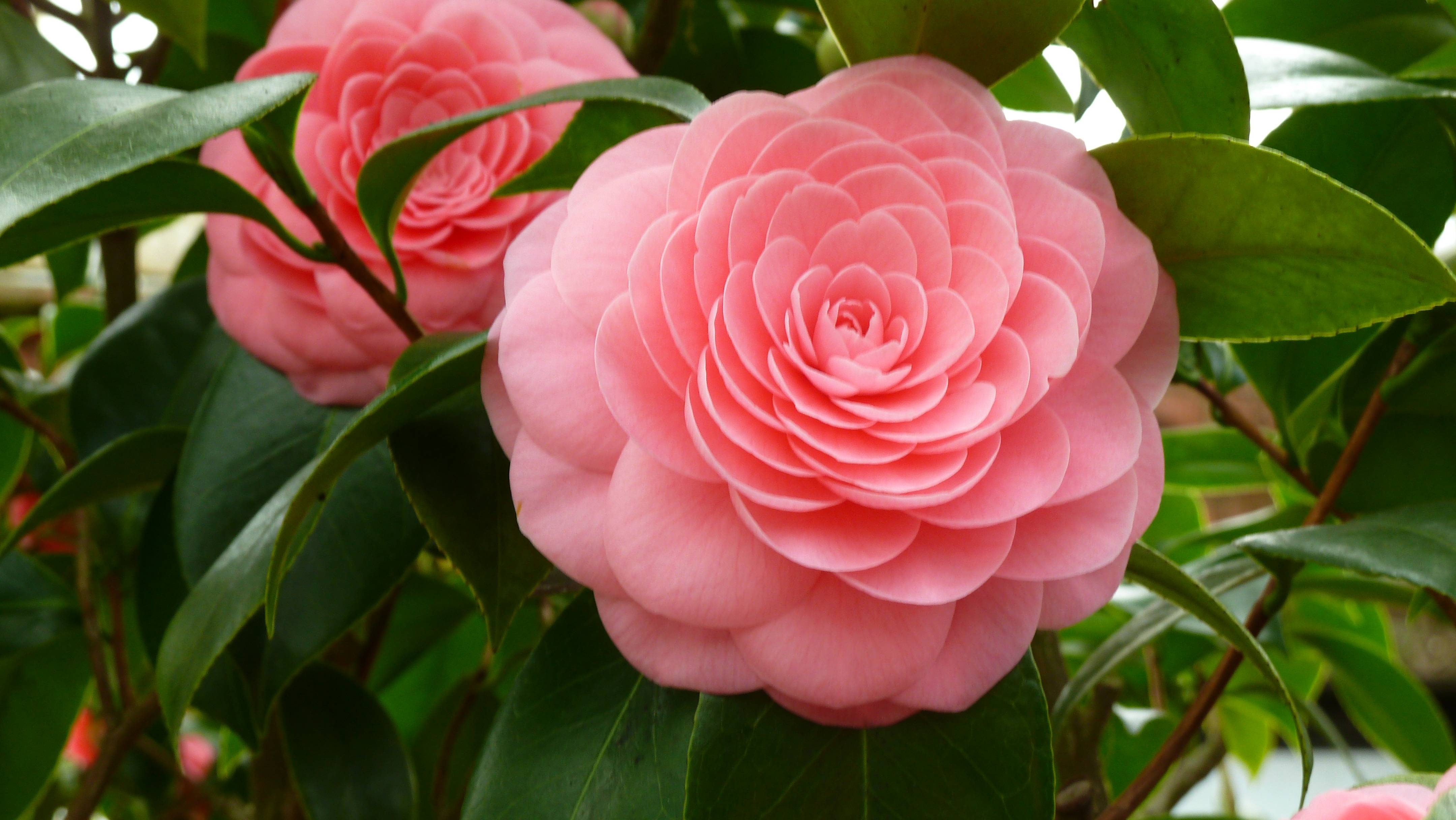 桌面上的壁纸宏观 花瓣 鲜花