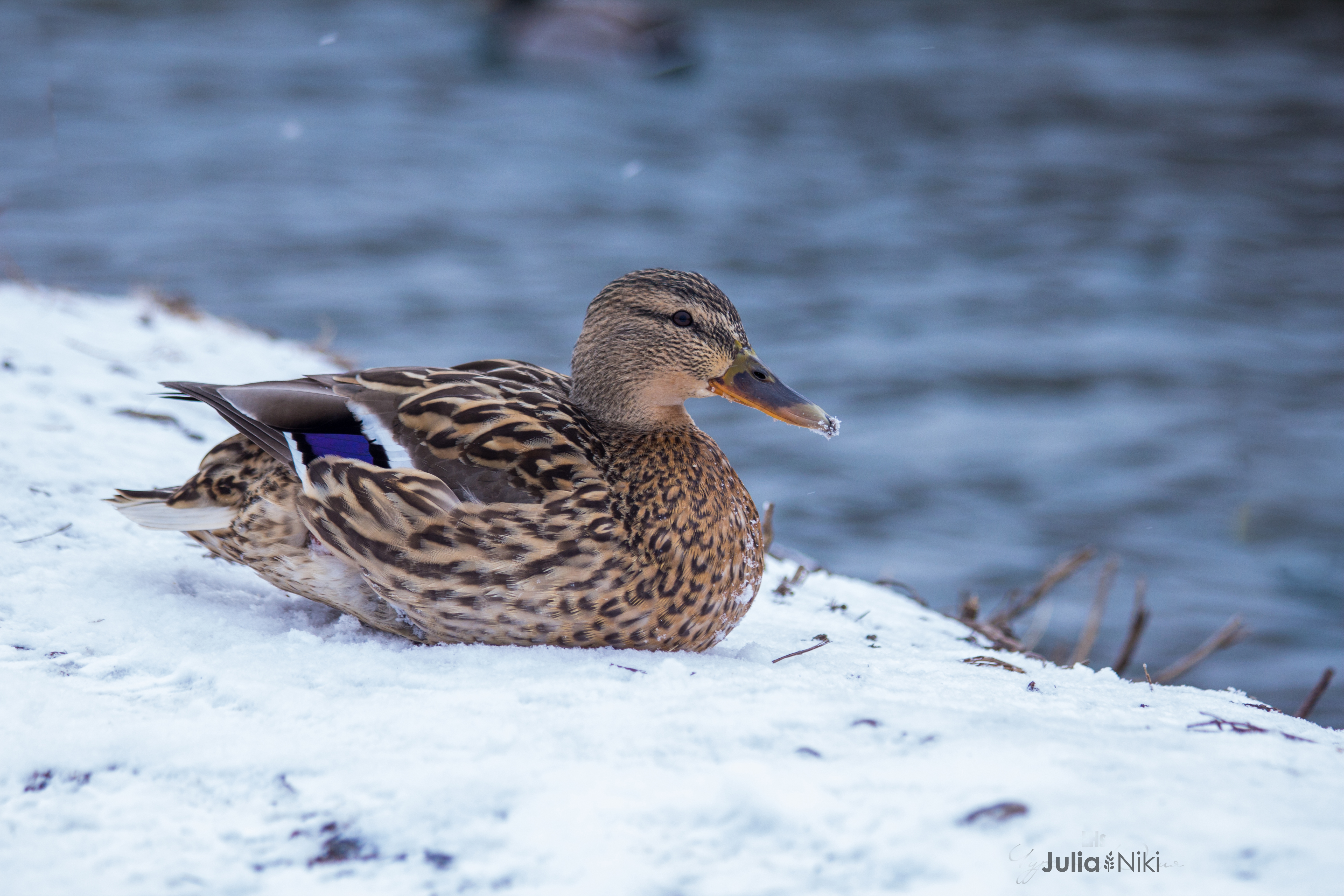 Free photo Siberian duck