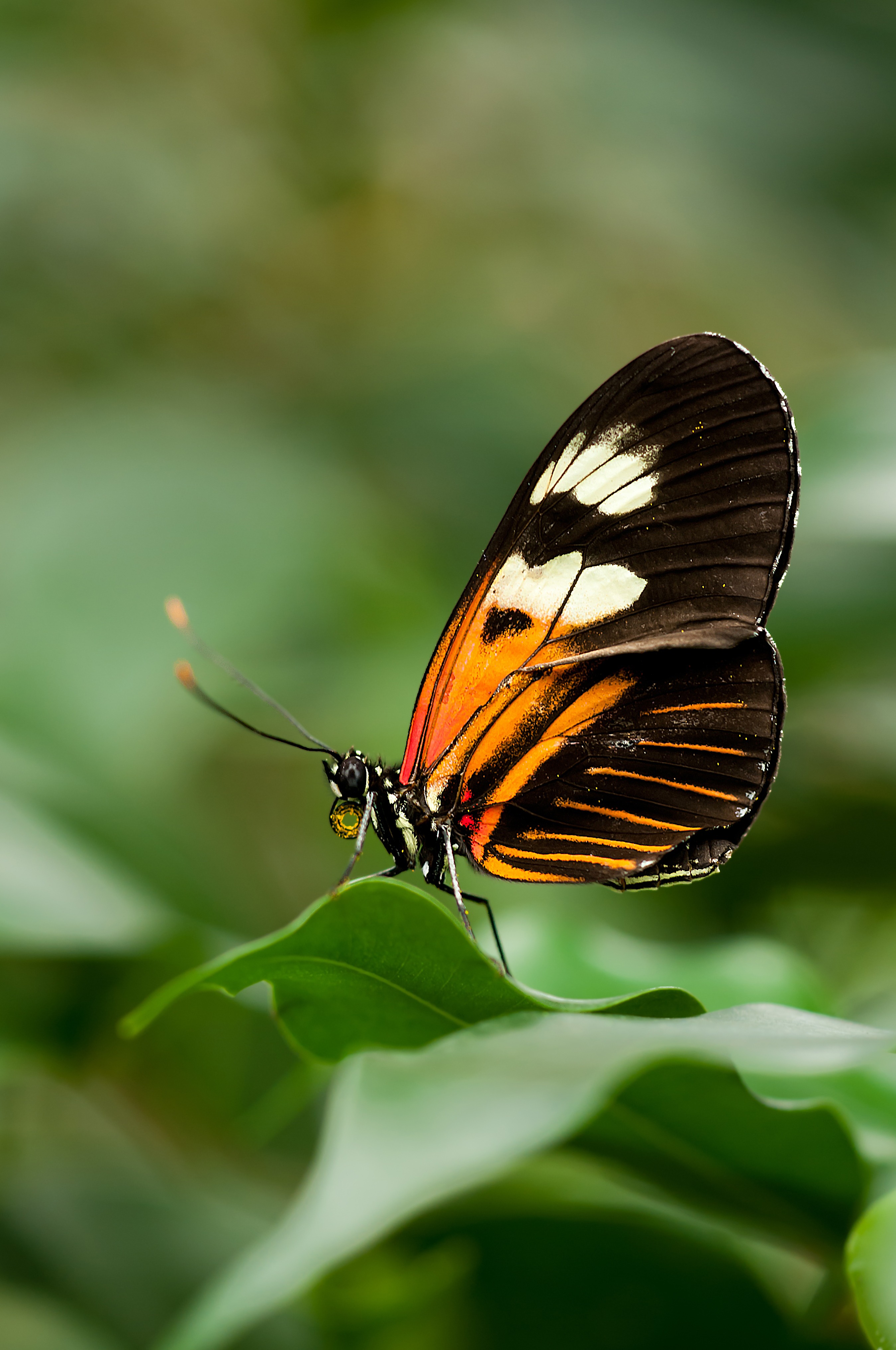 一只美丽的蝴蝶坐在一片绿叶上。