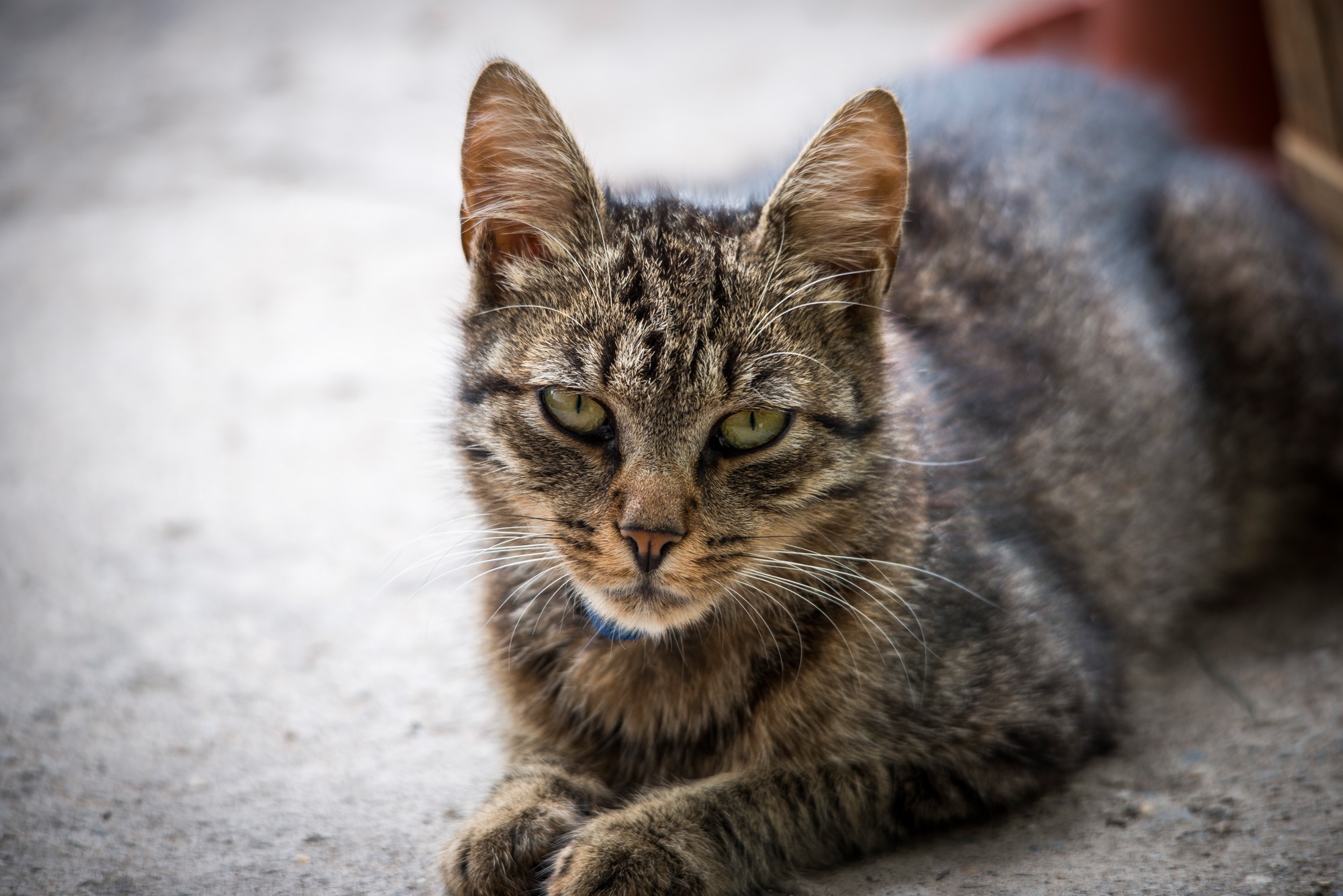 Free photo Sad stray cat