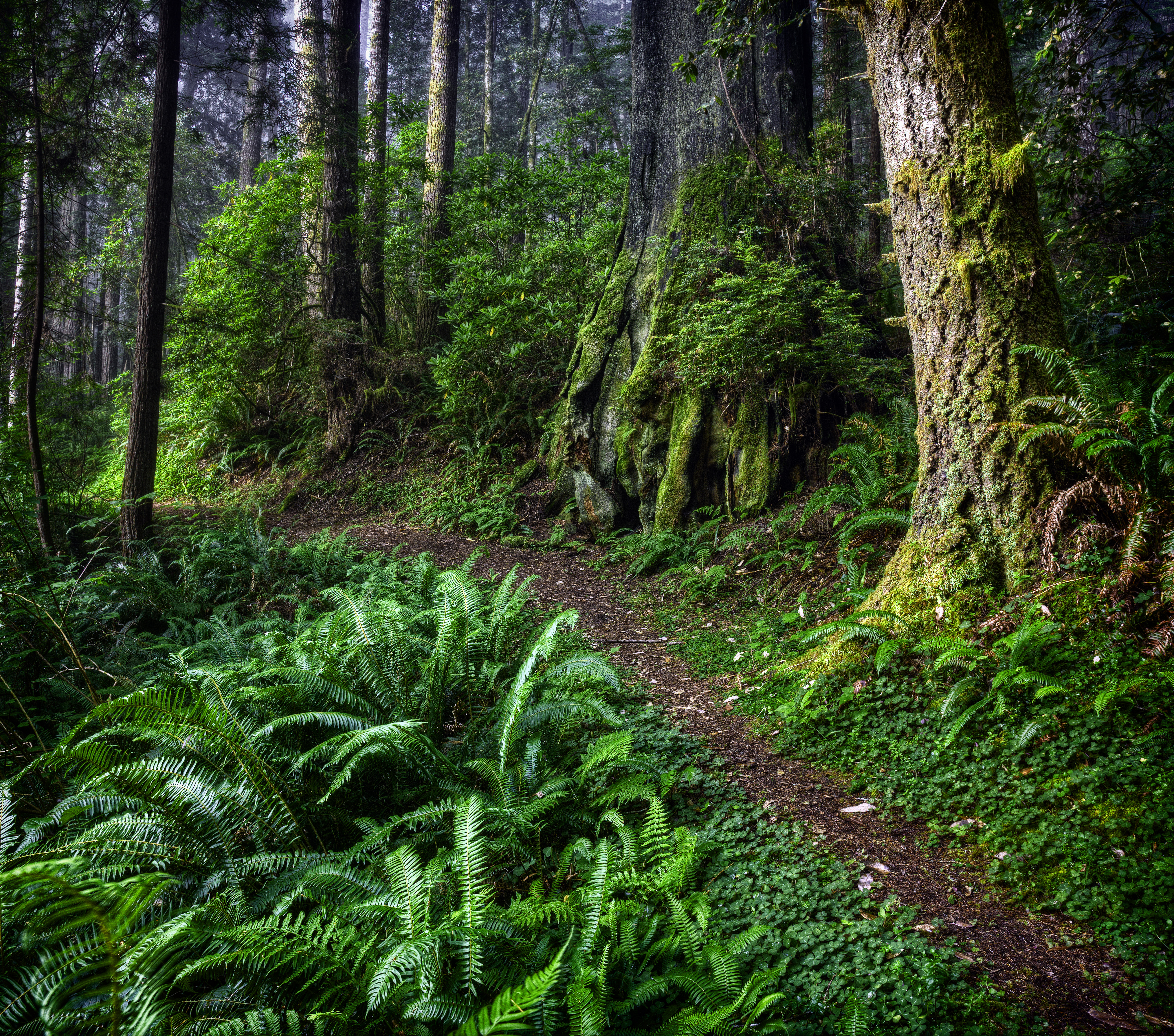 Обои Redwood National Park Mill Creek State Park лес на рабочий стол