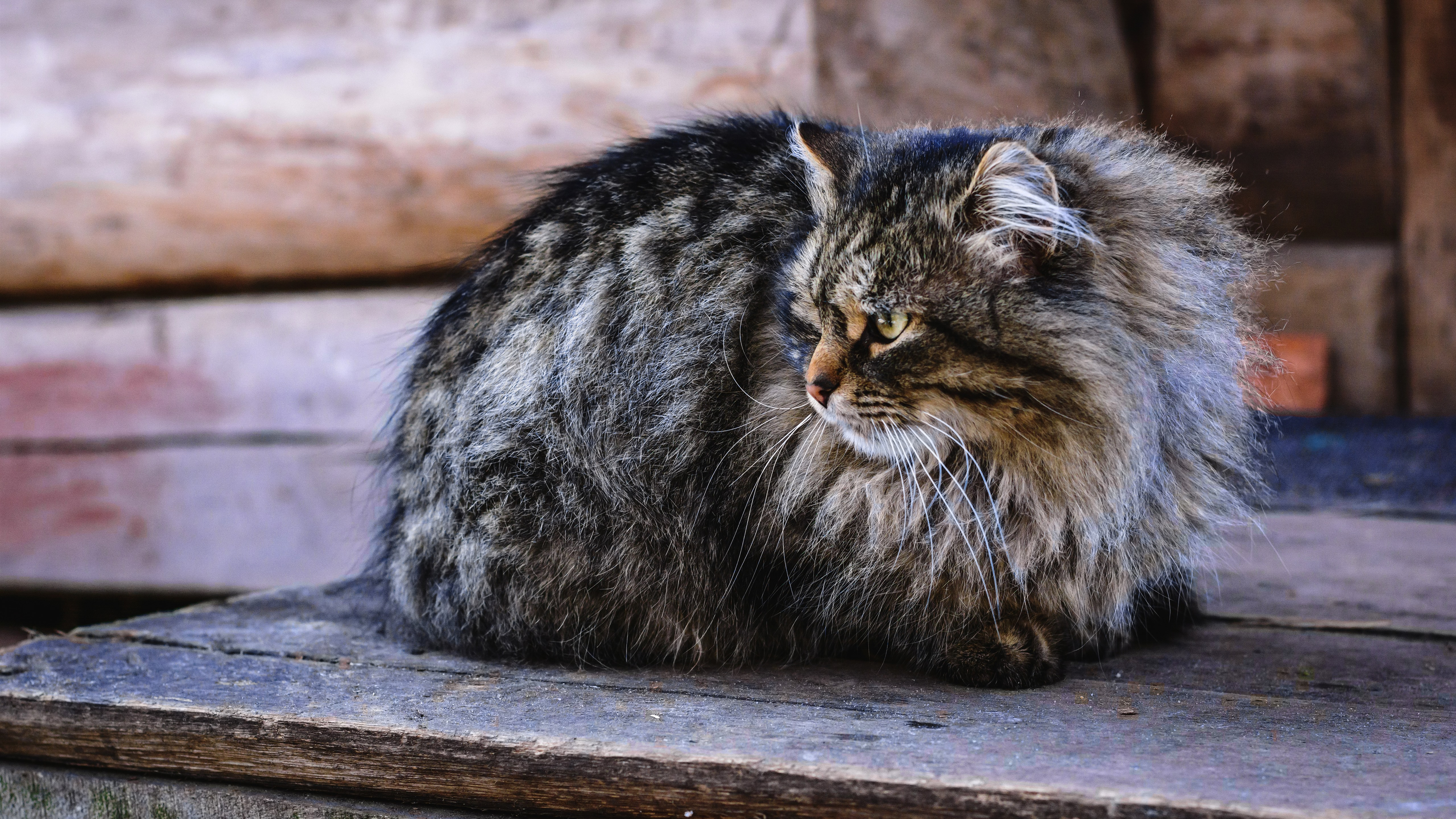 Free photo Domestic Striped Cat