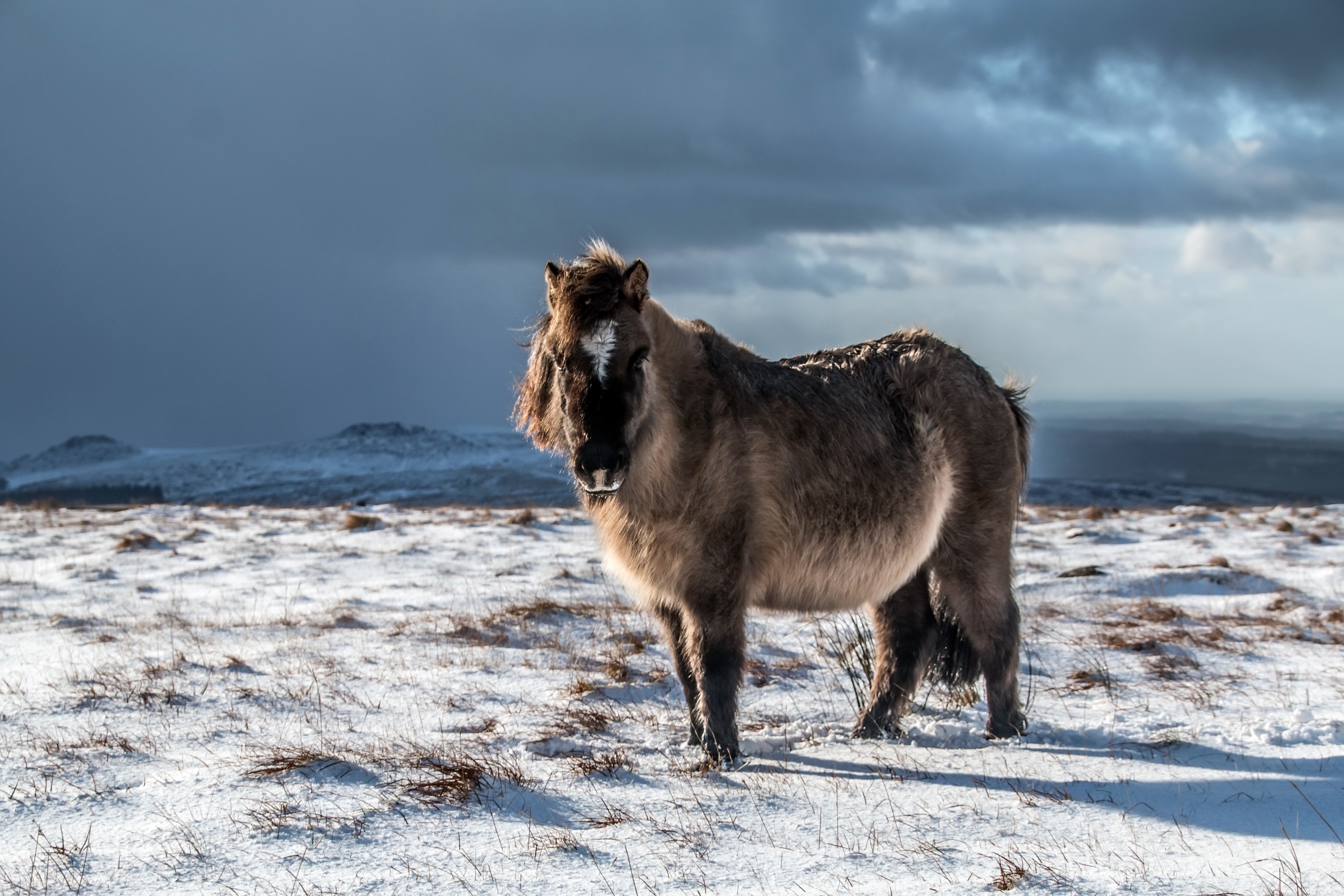 Free photo A long-haired horse in winter