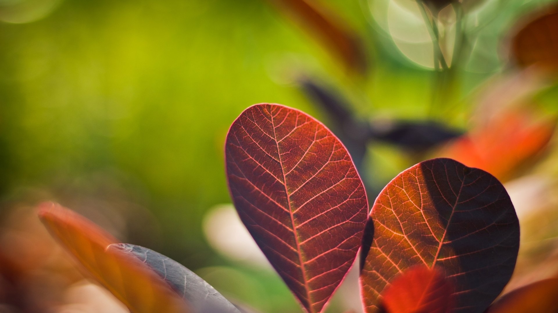 Wallpapers wallpaper leaves structure close on the desktop