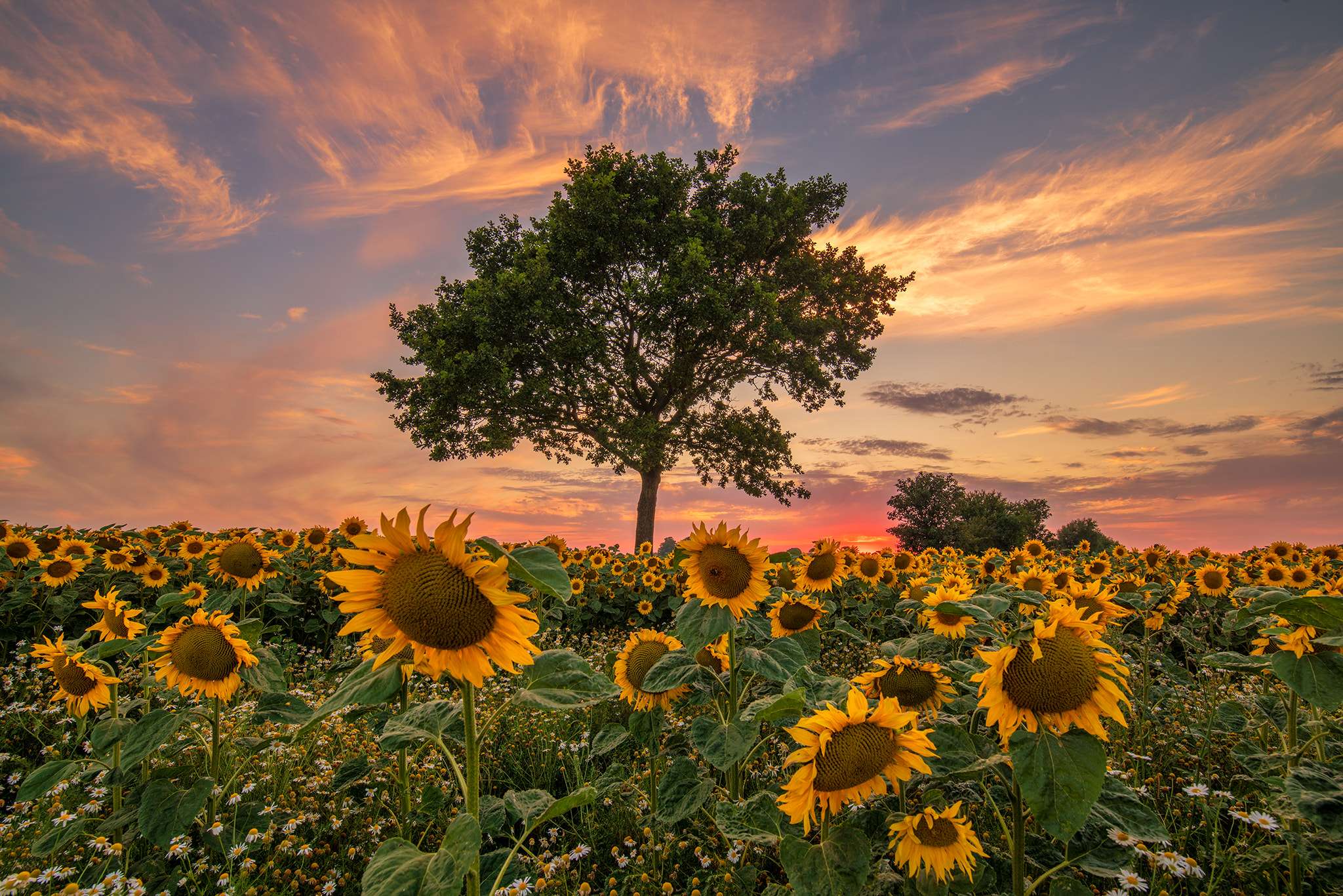 Free photo Wallpaper on the sunset table, field