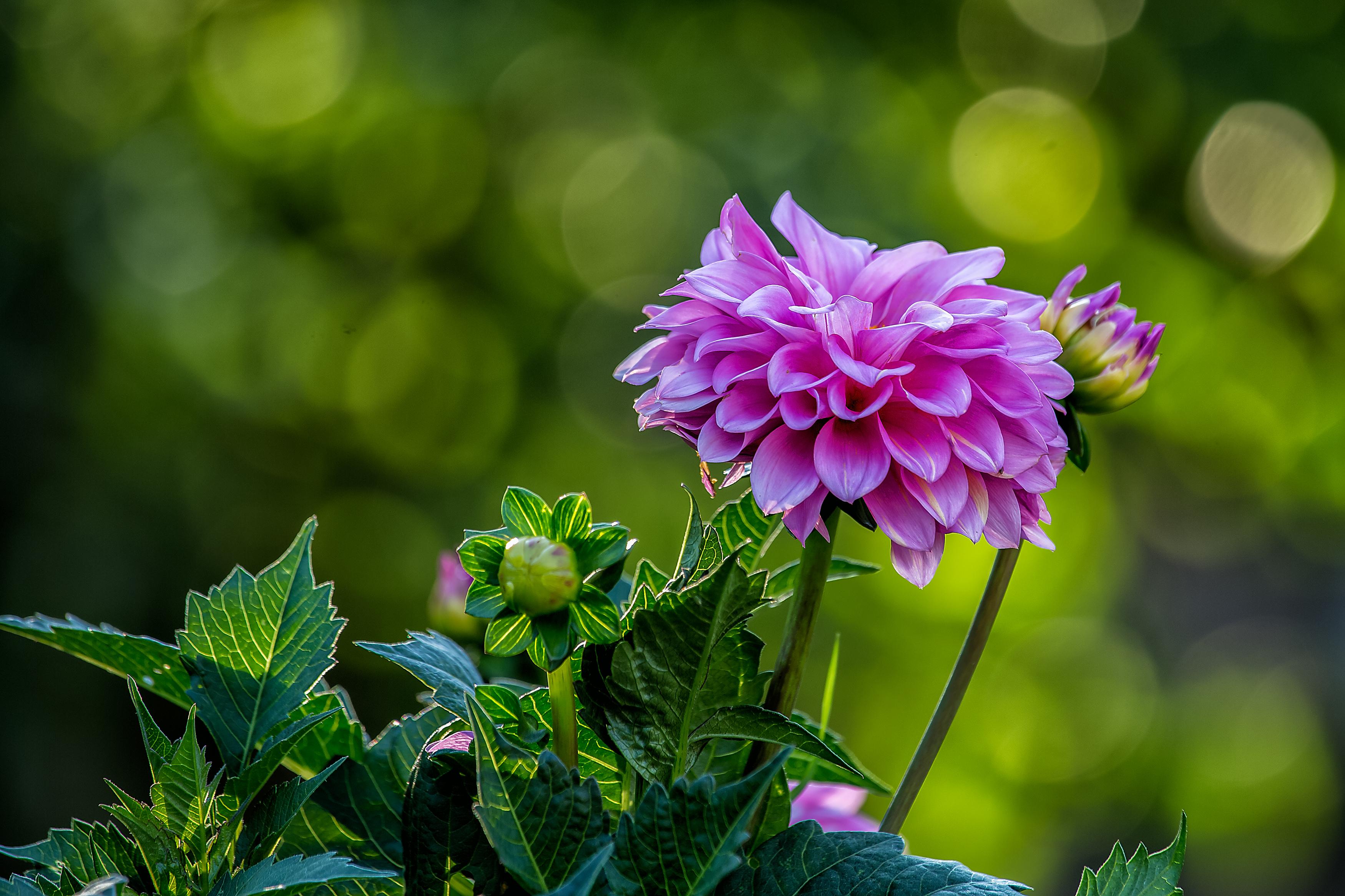 Wallpapers flower pink flowers dahlia on the desktop