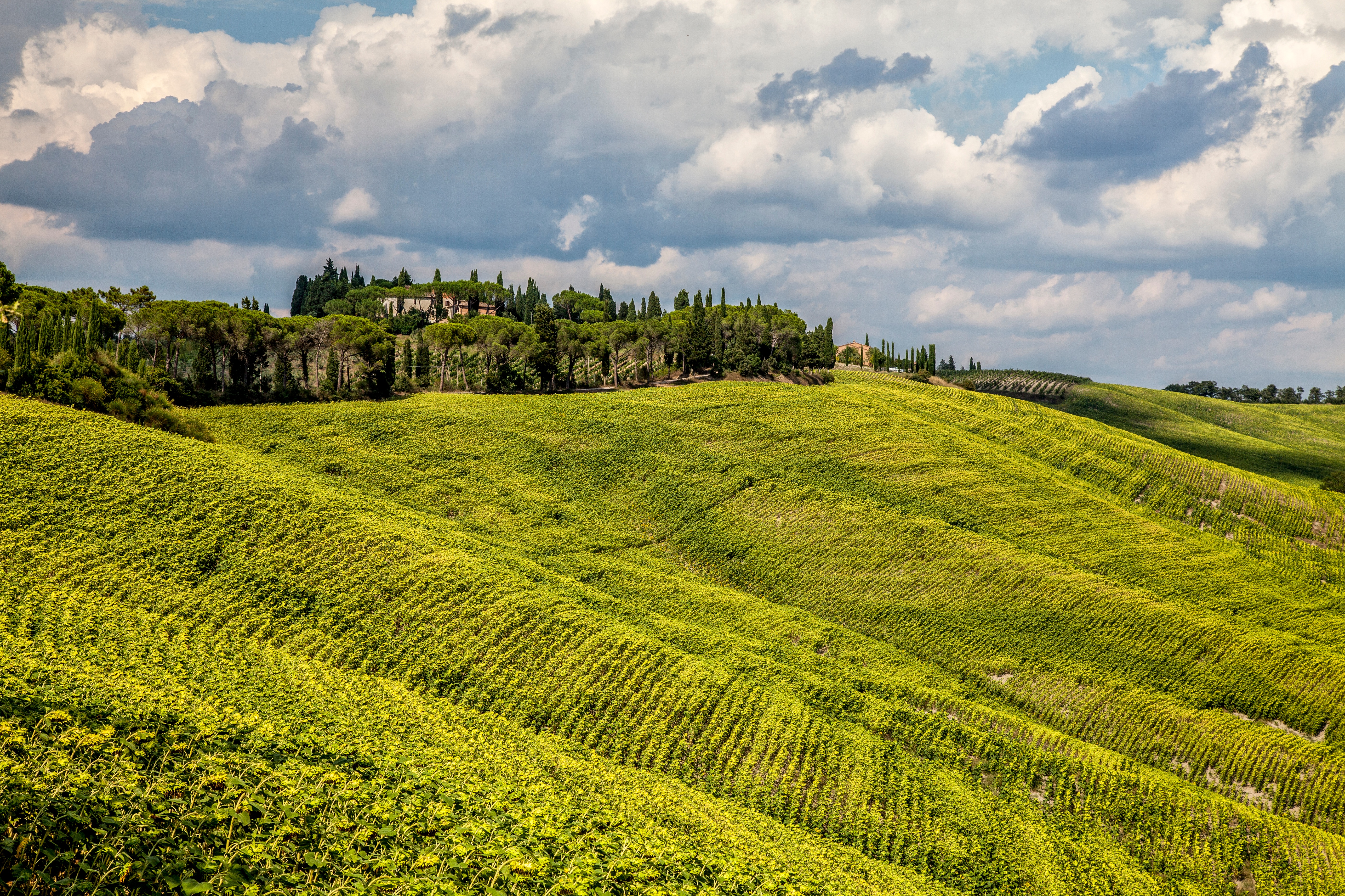 Free photo Agricultural terrain with green grass on a slope