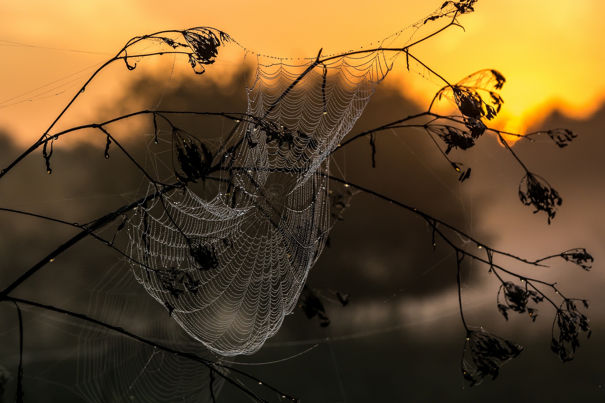 Wallpapers spider sunset macro on the desktop