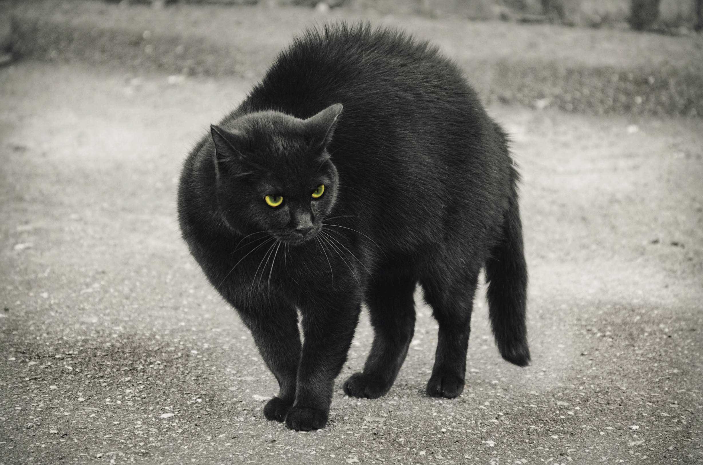 曾经有一只黑猫在角落里...