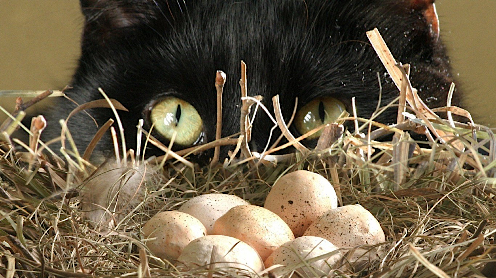 黑猫在欣赏鹌鹑蛋