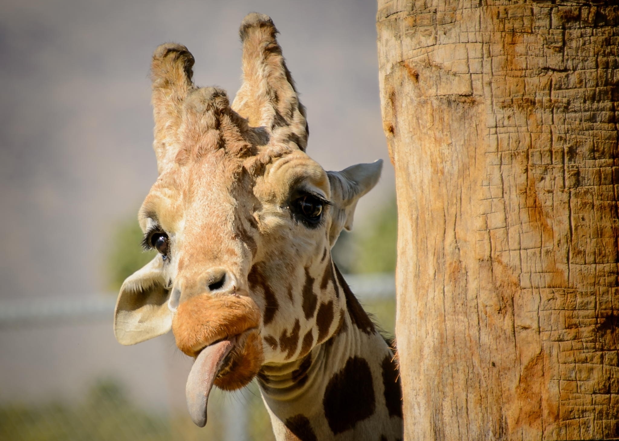 The giraffe wiggles and shows its tongue