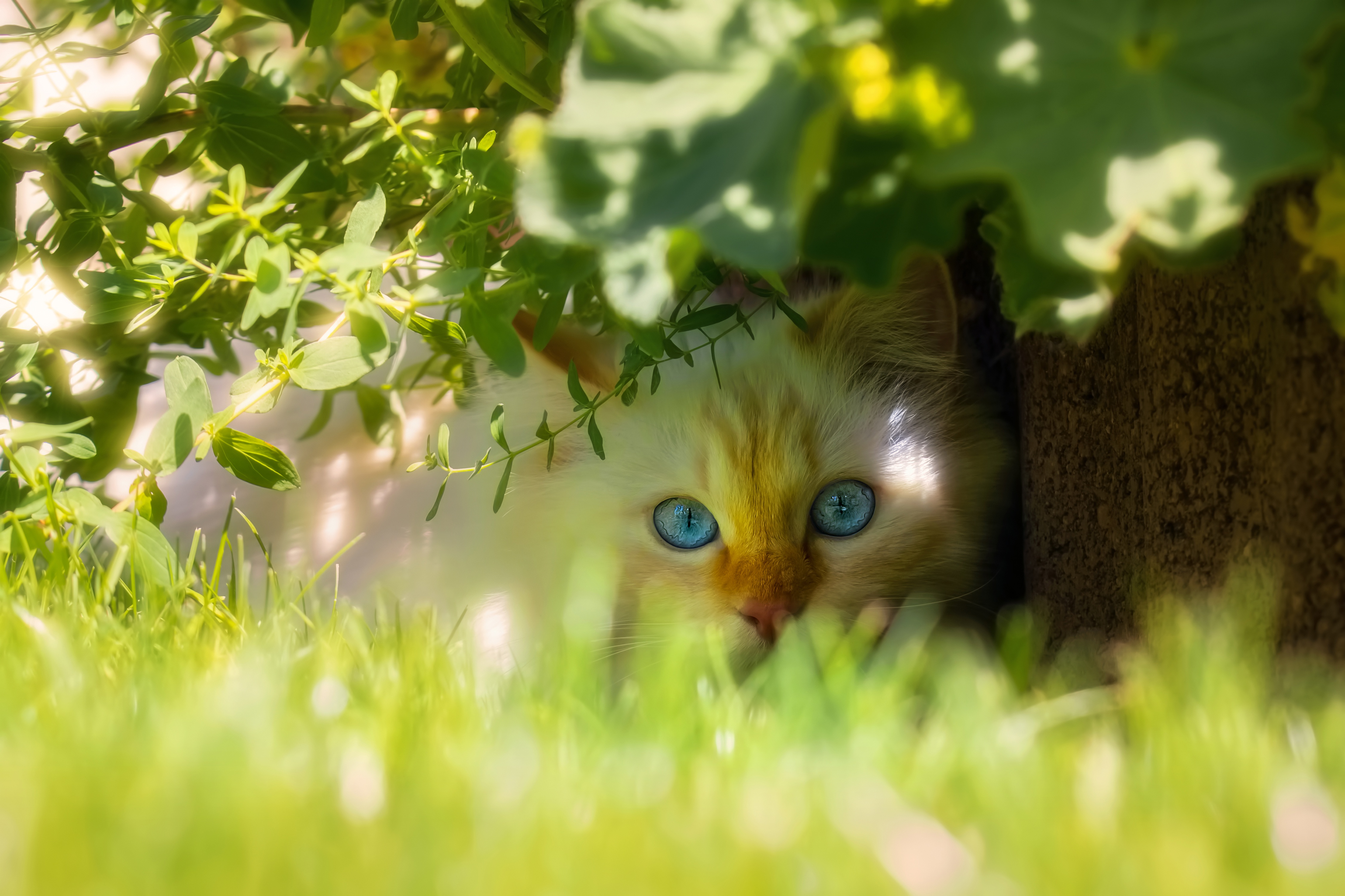 Wallpapers cat face leaves on the desktop