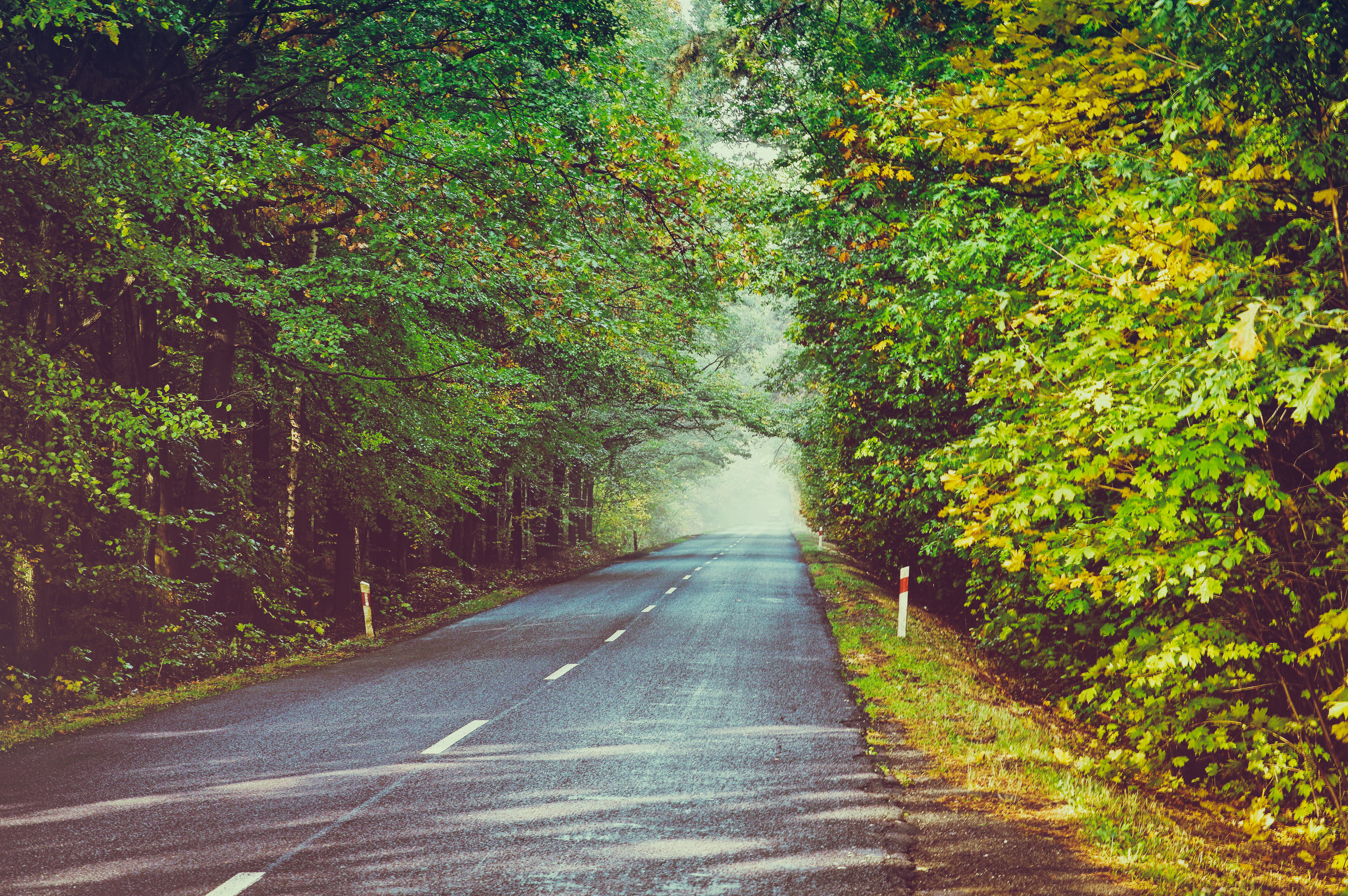 Free photo Autumn road