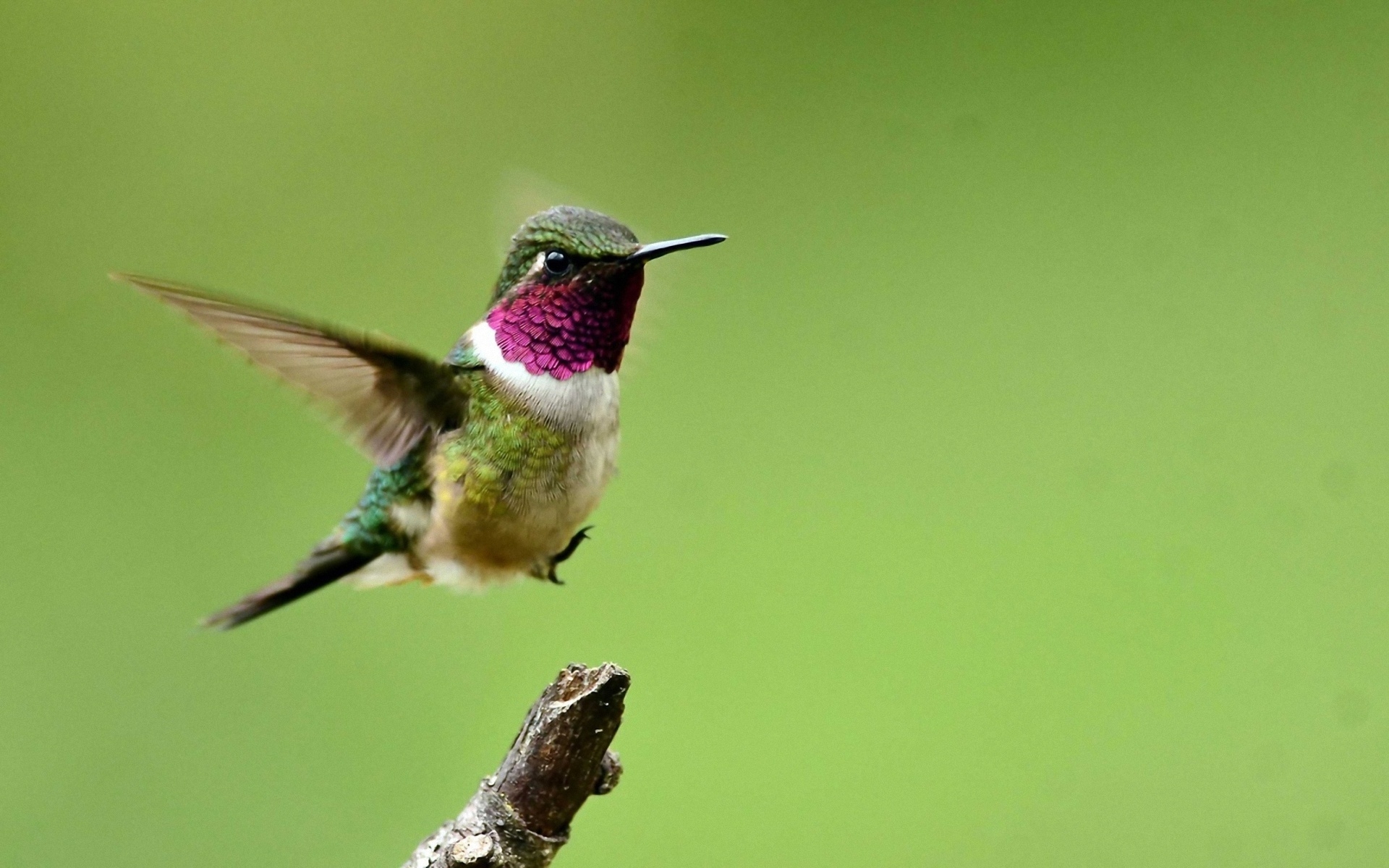 Wallpapers hummingbird bird branch on the desktop