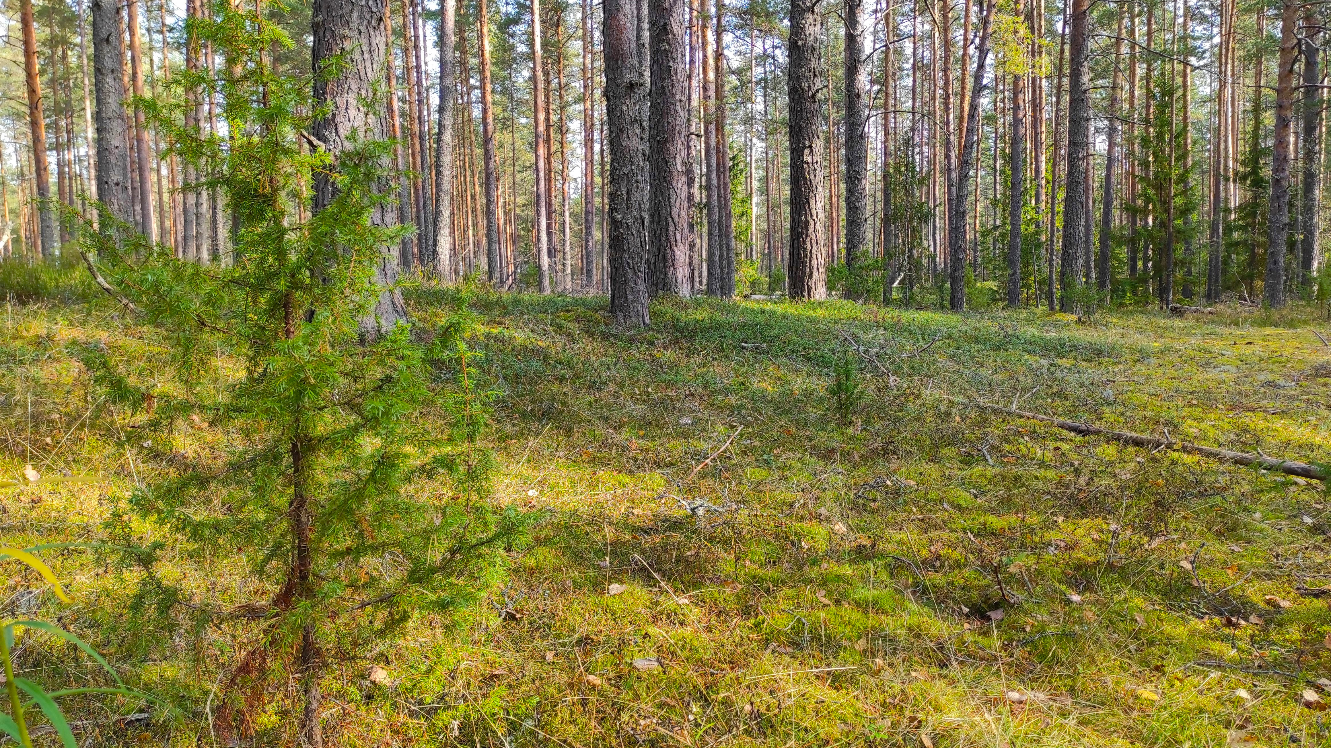 Free photo Pine forest