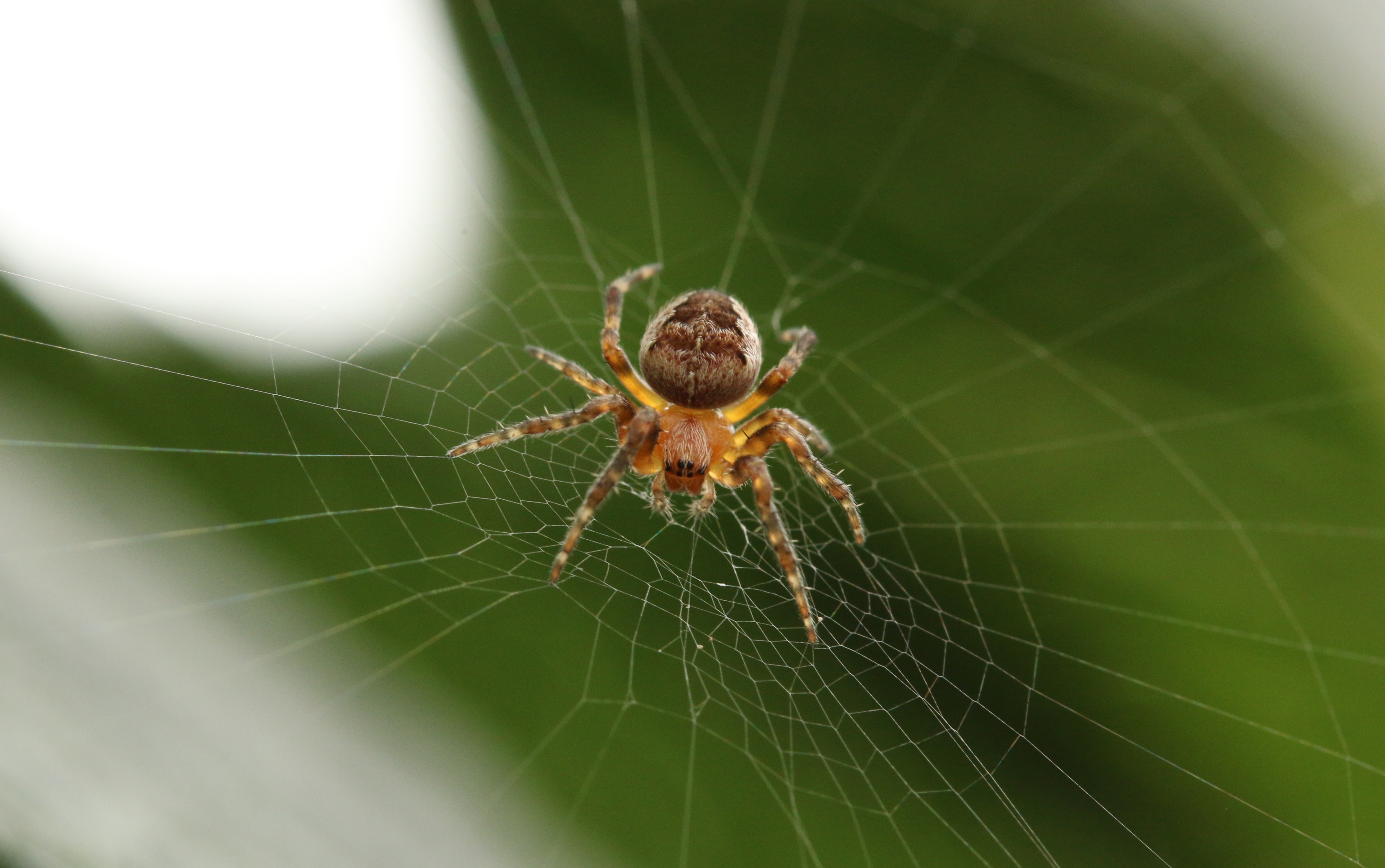 Wallpapers invertebrate leaf spider web on the desktop