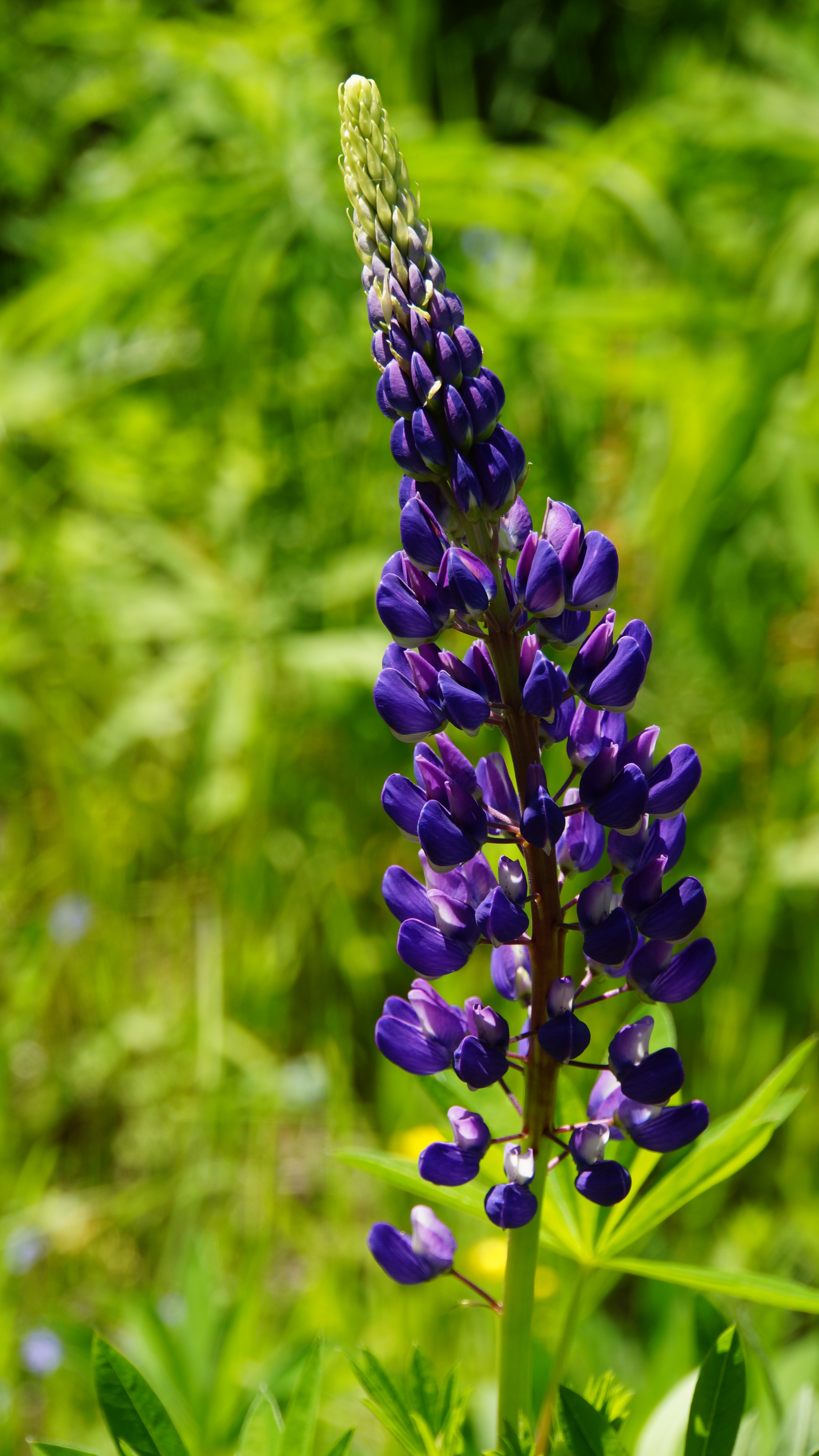 Wallpapers nature plant meadow on the desktop