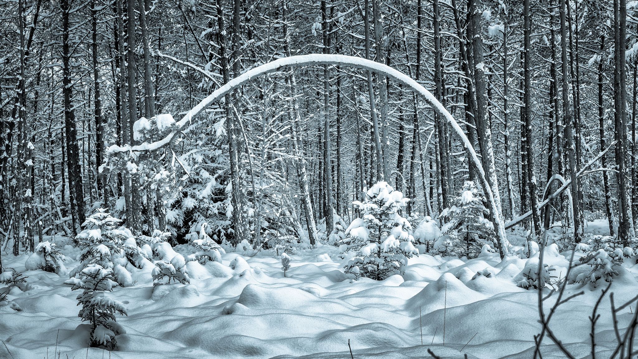 Wallpapers snowdrifts forest trees on the desktop