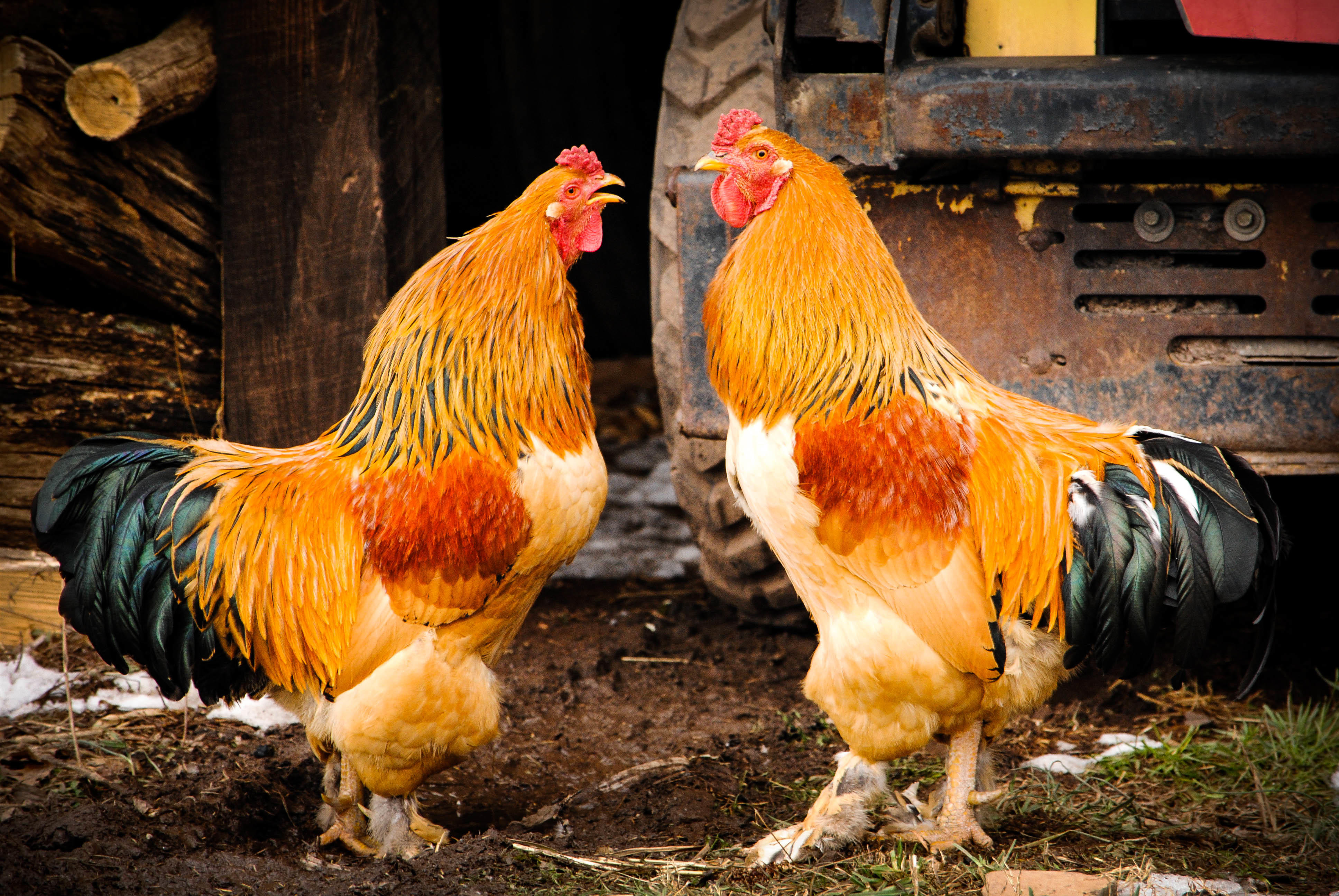 Wallpapers Rooster symbol of 2017 bird two birds on the desktop