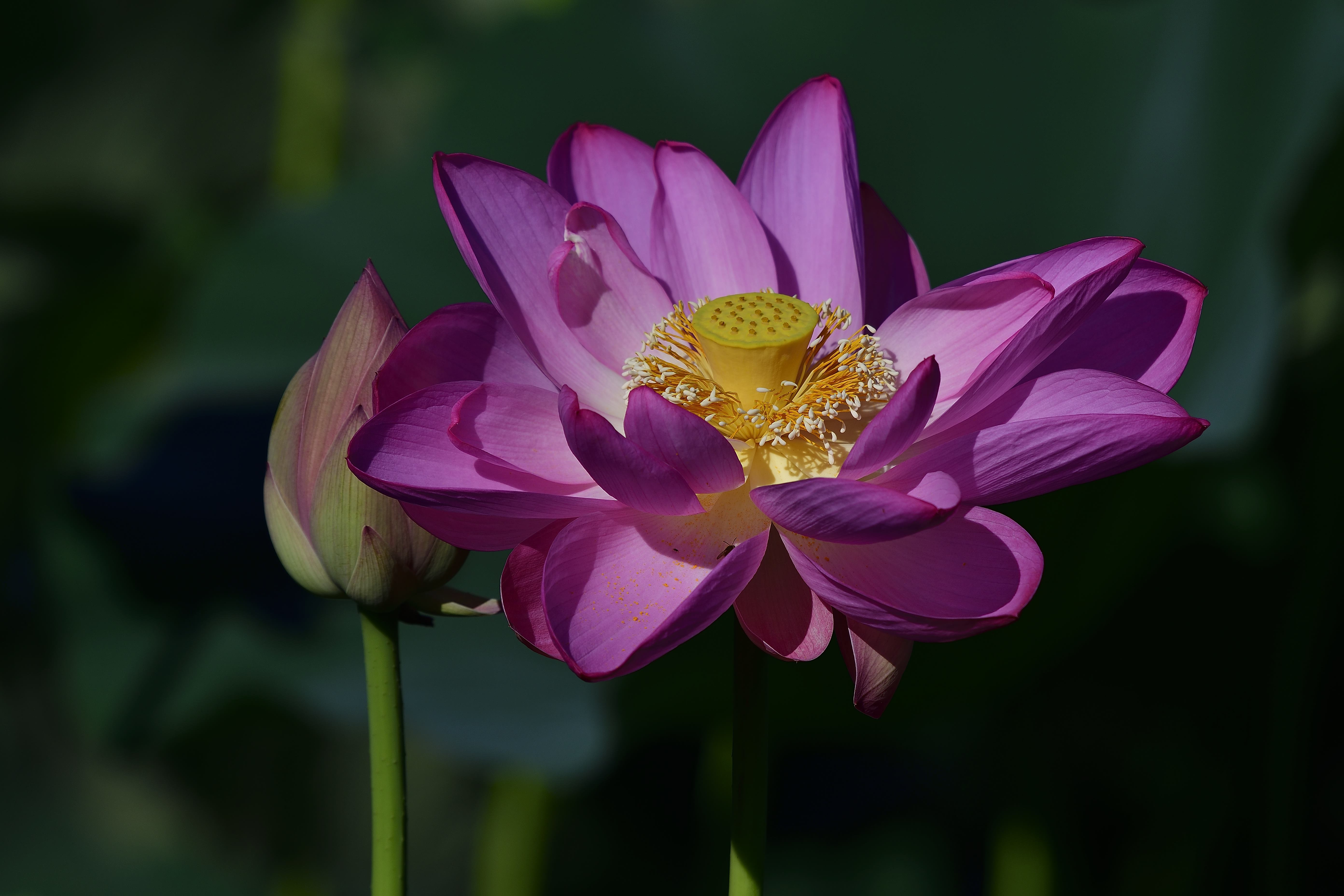 Wallpapers Lotus pink flower view lotus on the desktop