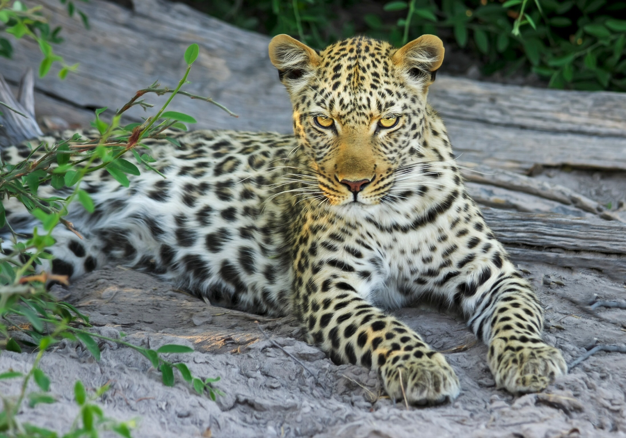 一只非洲豹在岩石上休息。