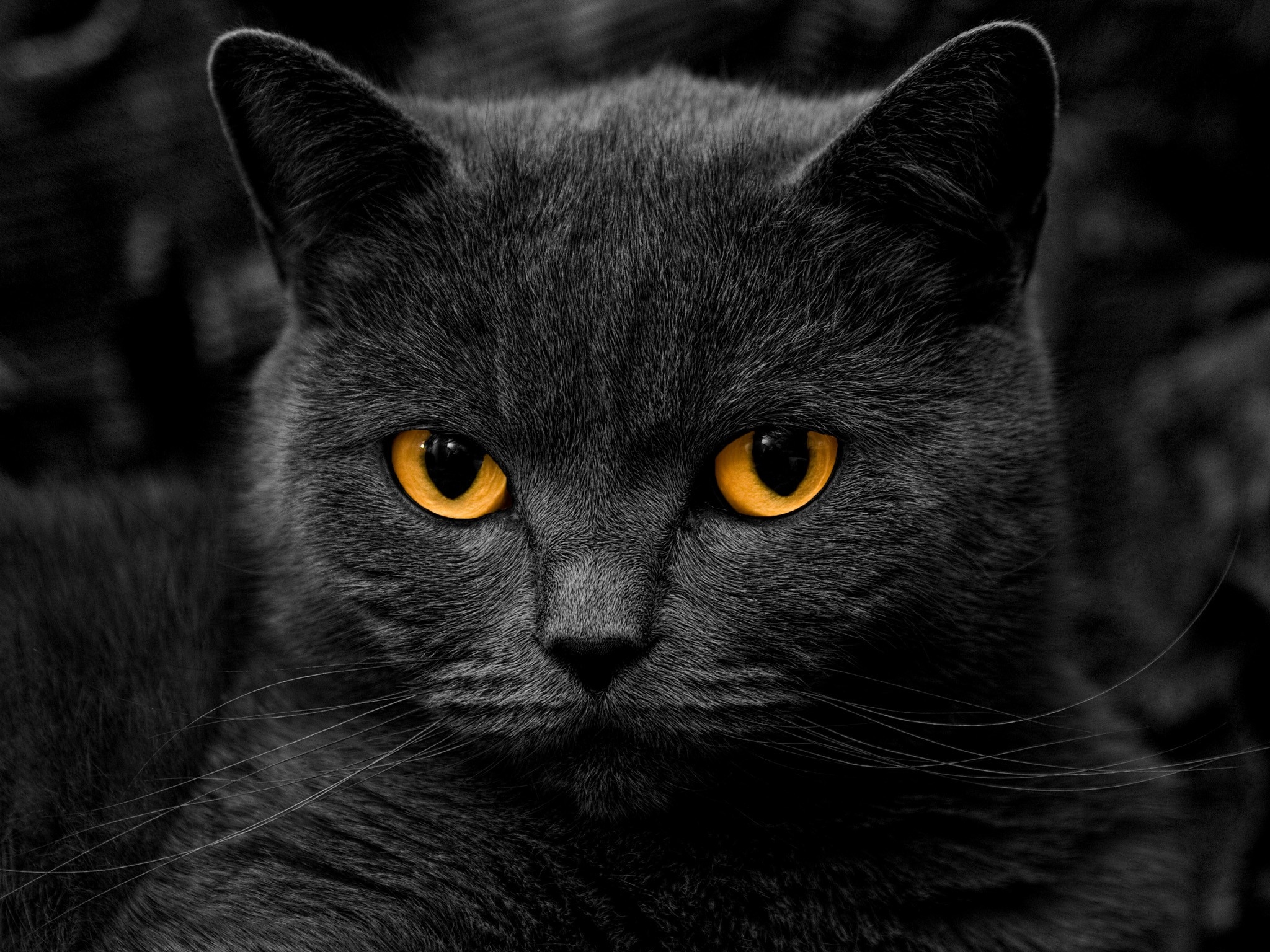 Portrait of a dark gray cat