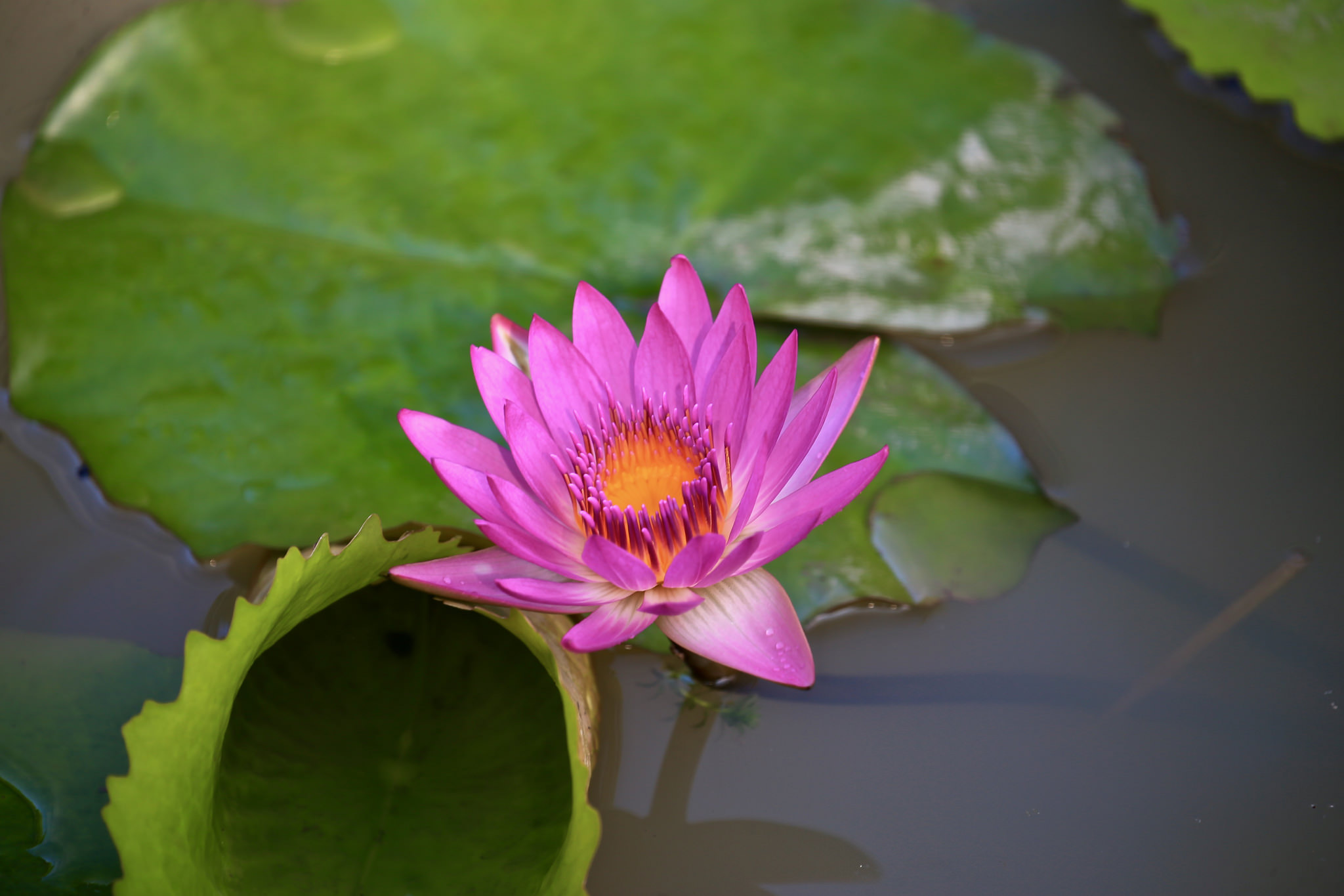 Wallpapers water lilies water lily water-lilies on the desktop