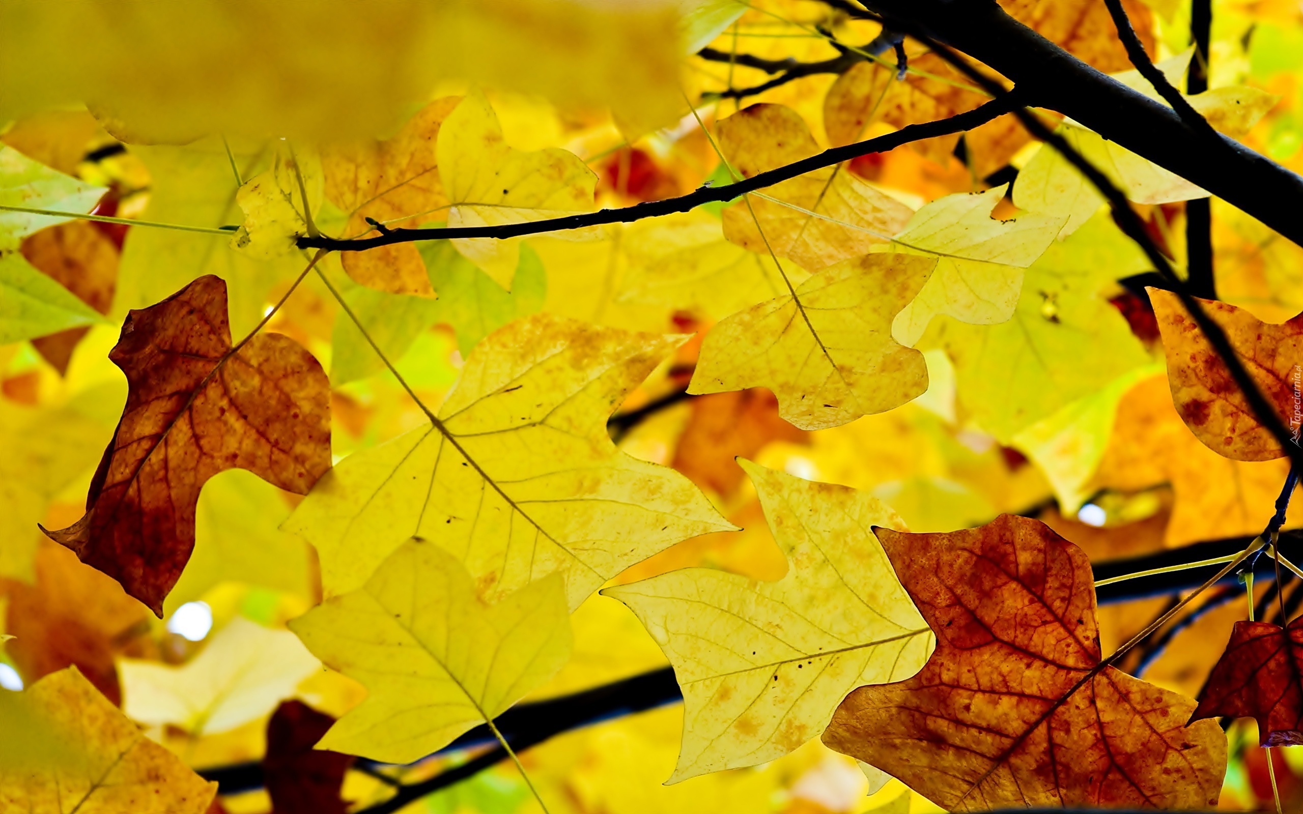 Free photo Autumn leaves of a maple tree