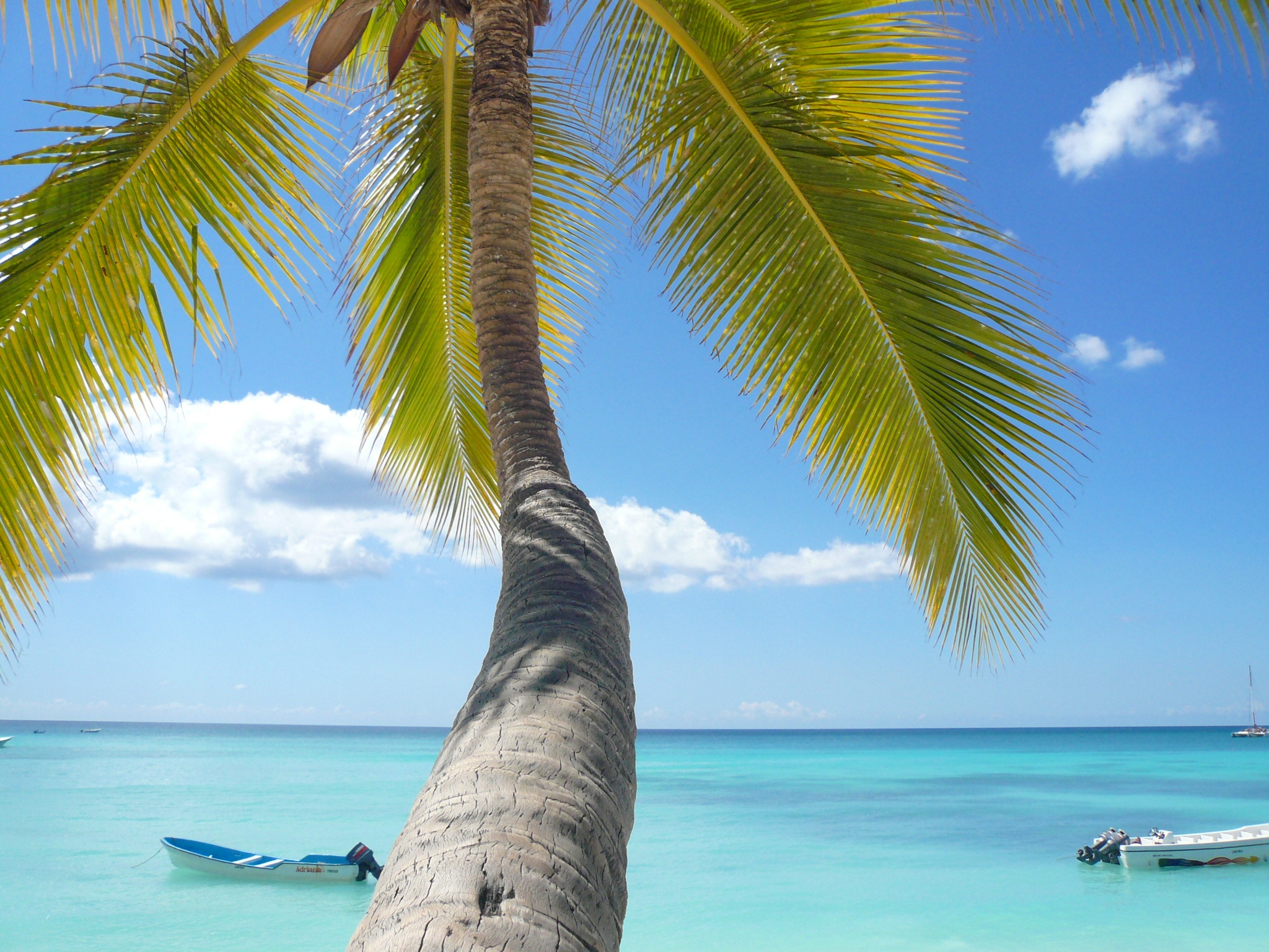 加勒比海边的棕榈树