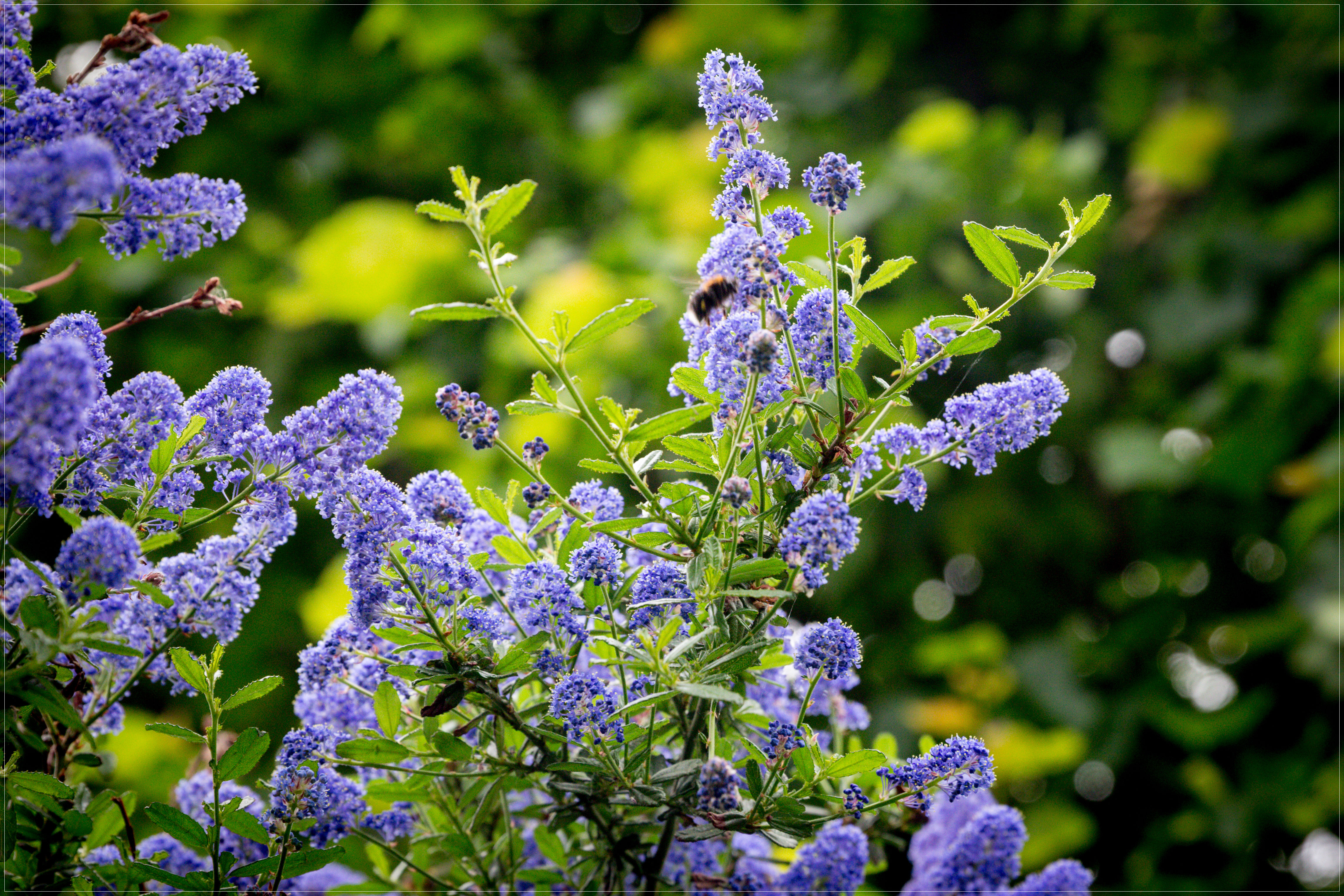 Wallpapers purple flowers lilac plant on the desktop