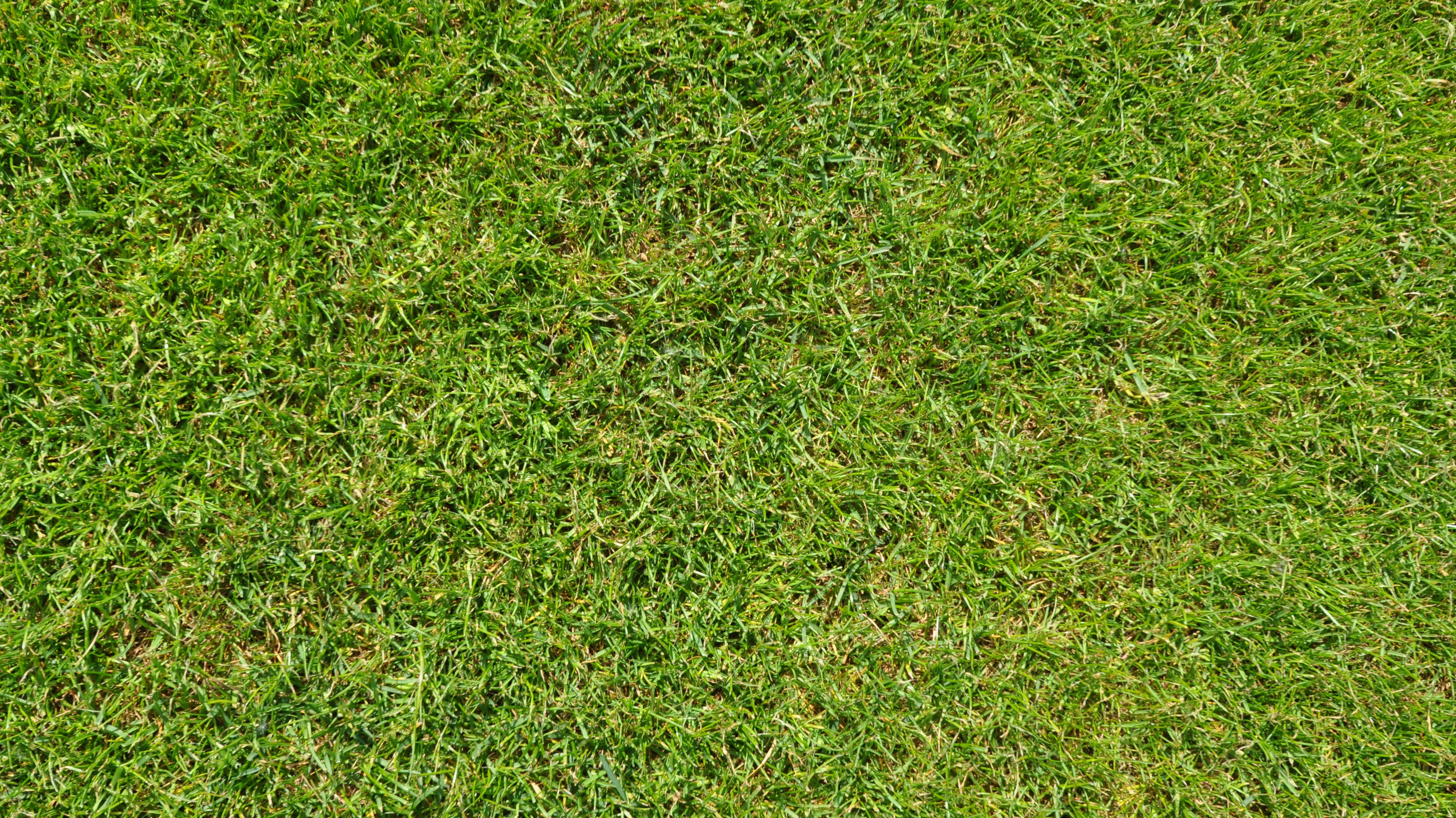 Free photo Green lawn close-up