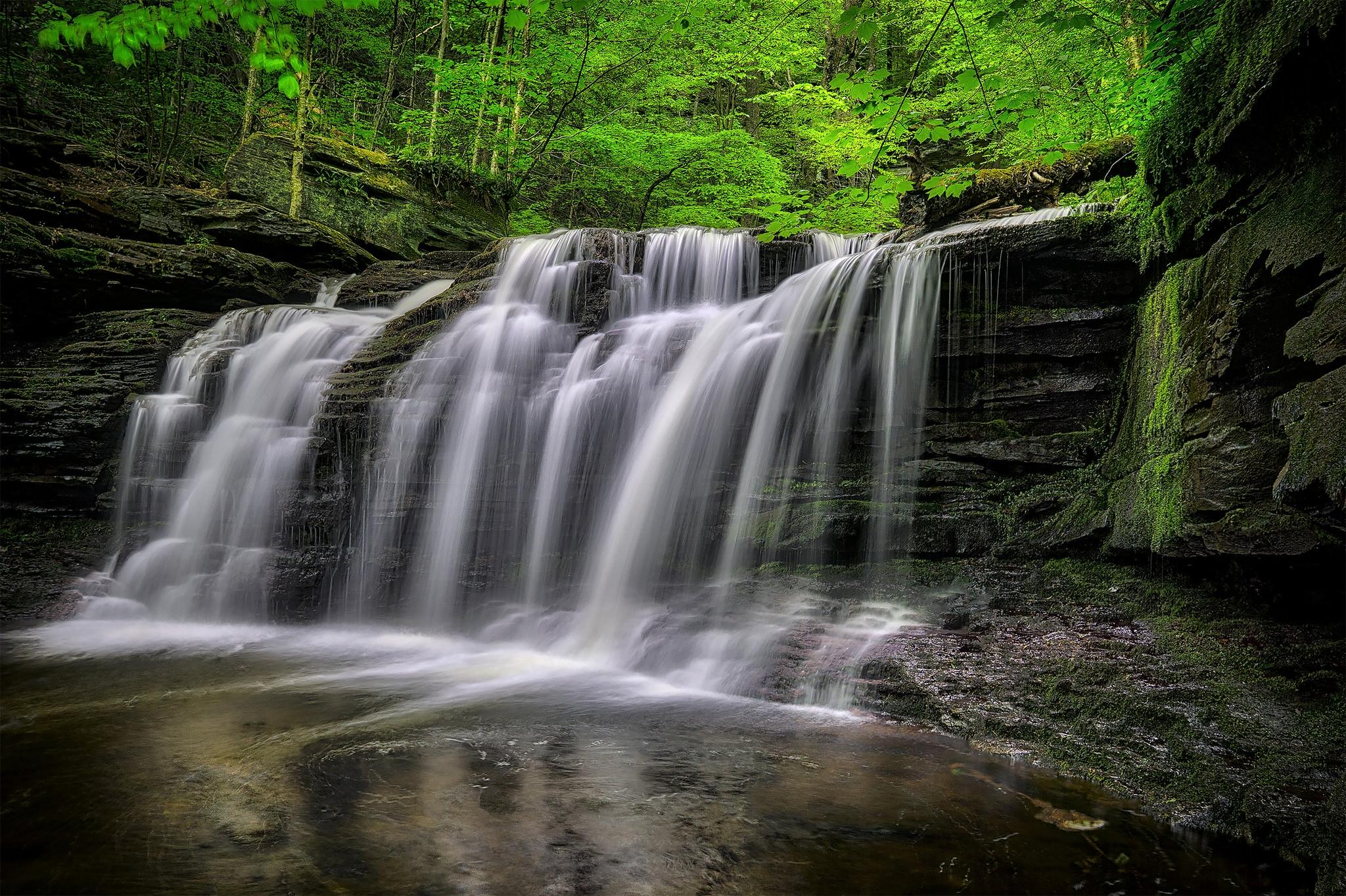 Wallpapers trees Pennsylvania Ricketts Glen State Park on the desktop