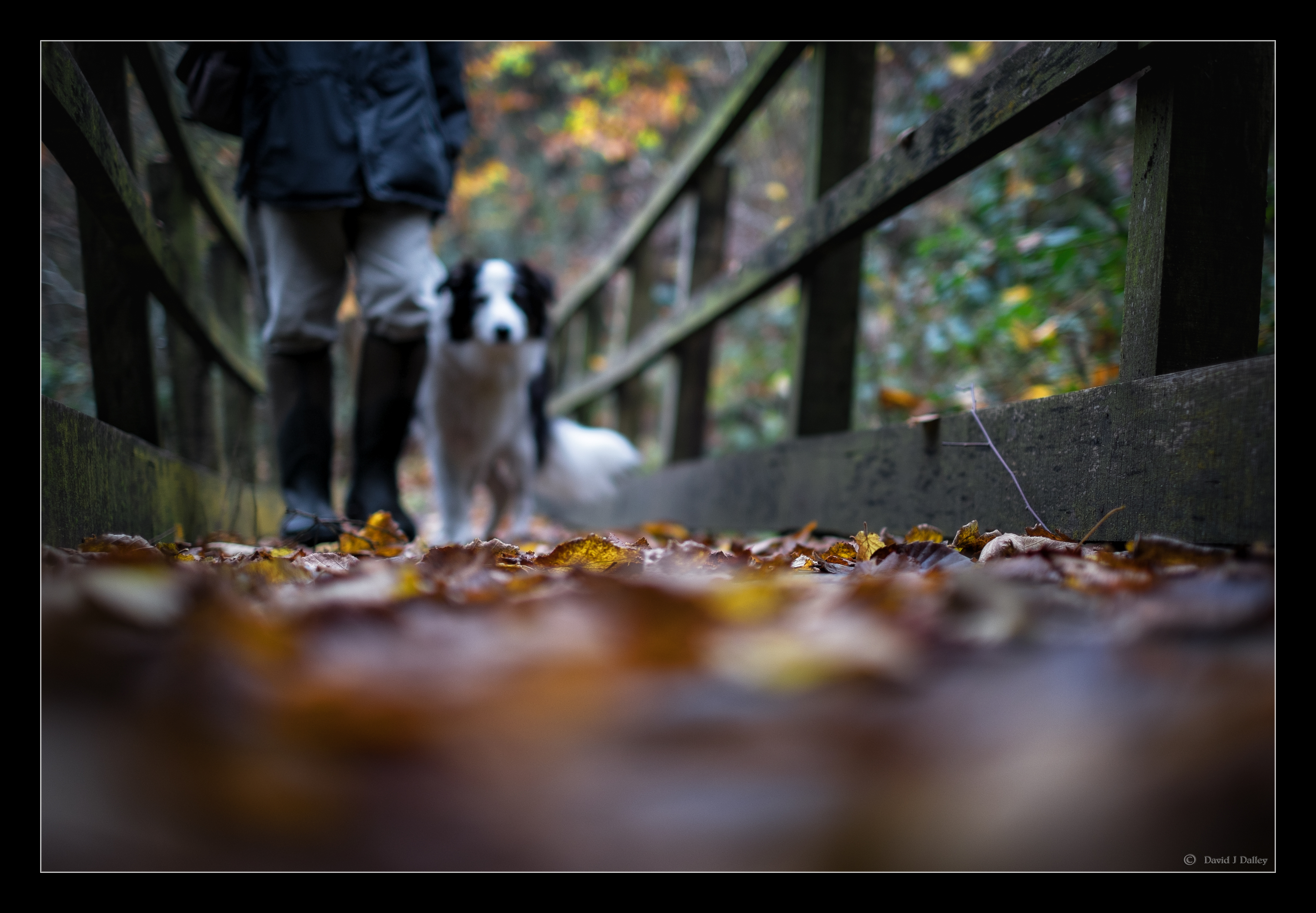 Wallpapers sunlight fall leaves on the desktop