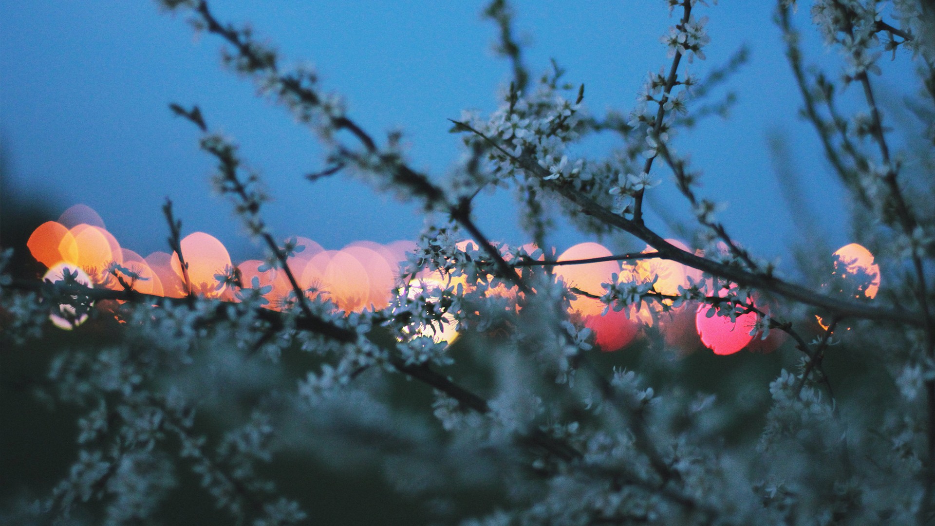 桌面上的壁纸日光 日落 自然