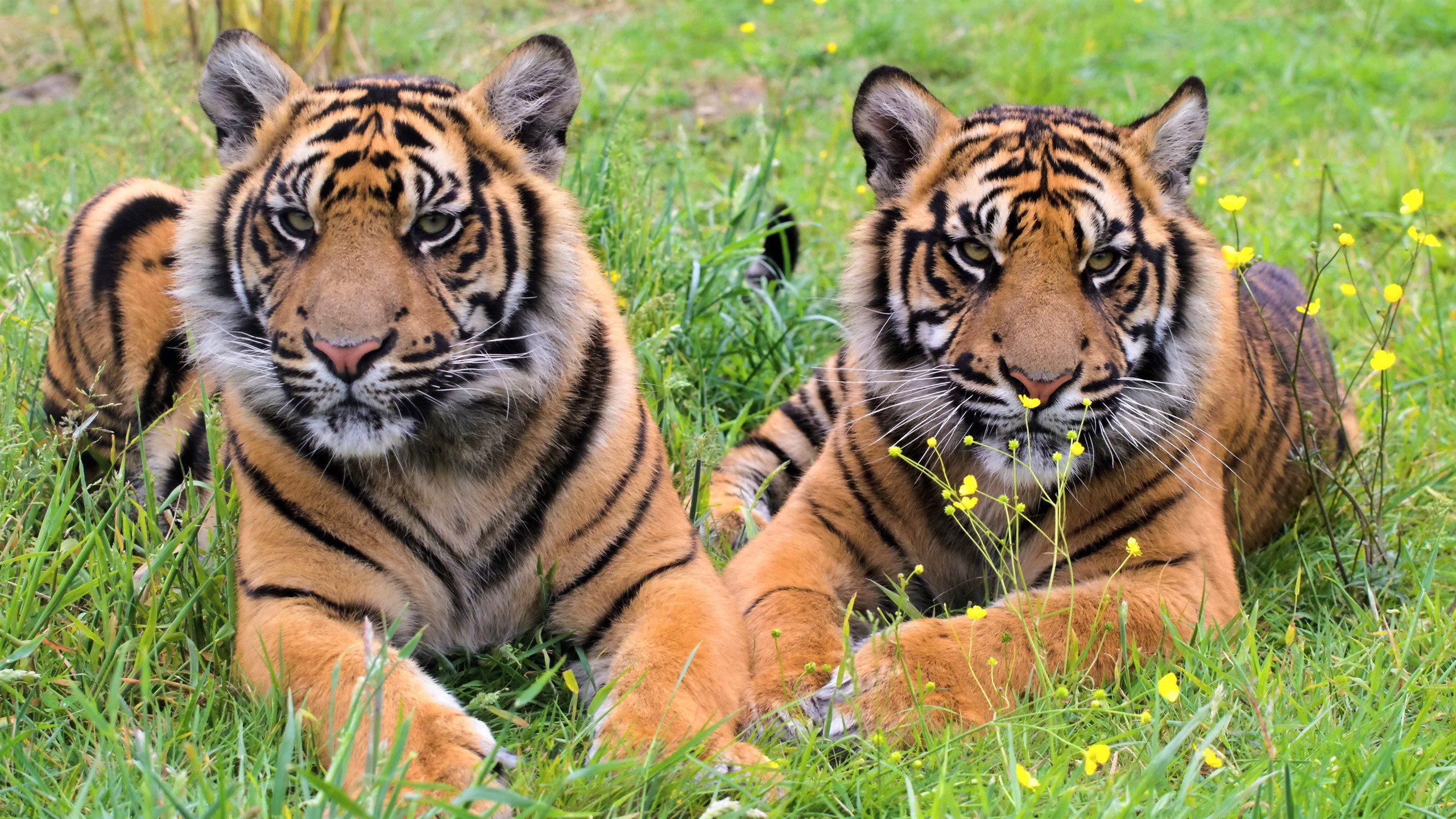 Two young tigers resting on green grass in a field