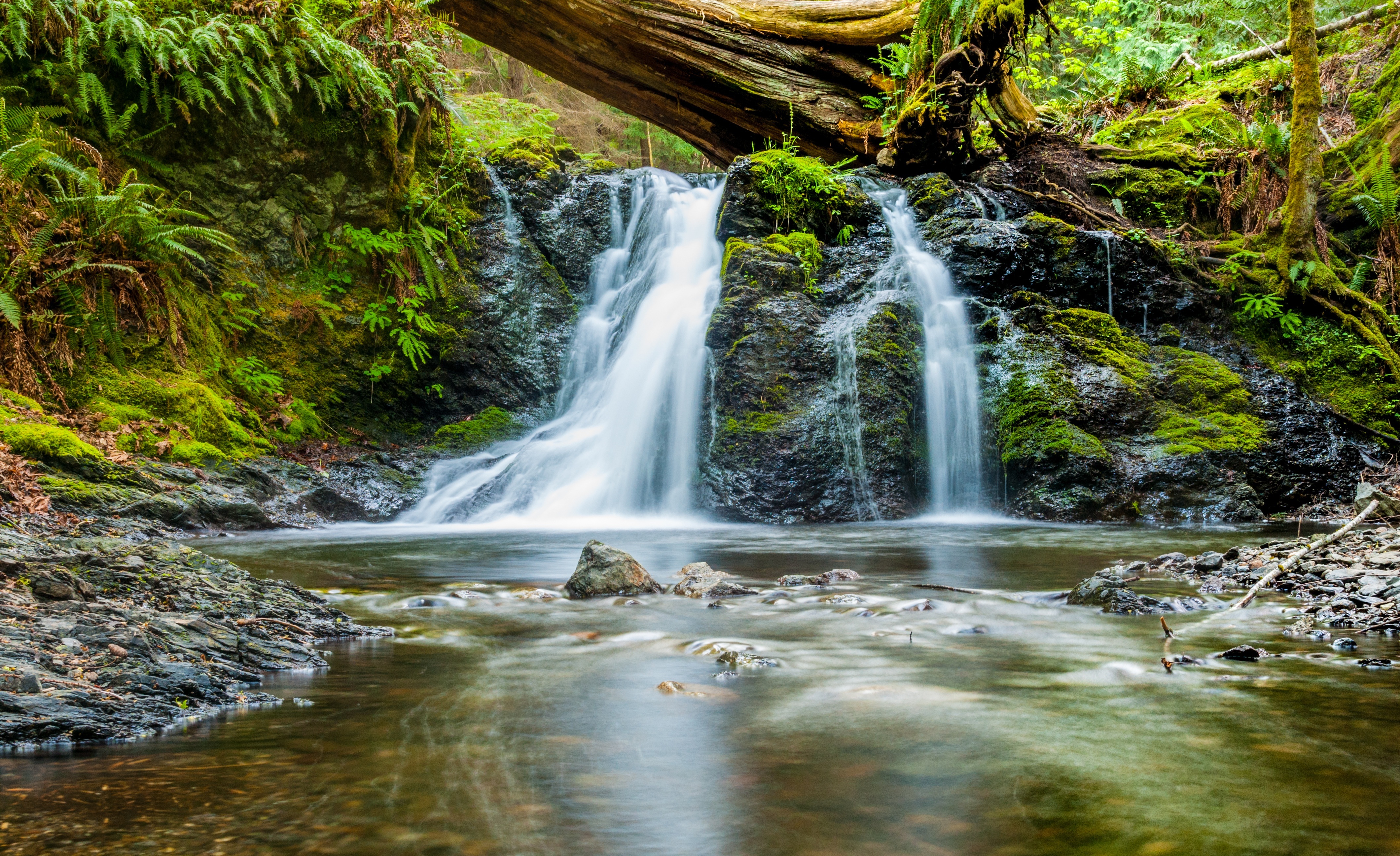 Free photo A waterfall in an old-growth forest