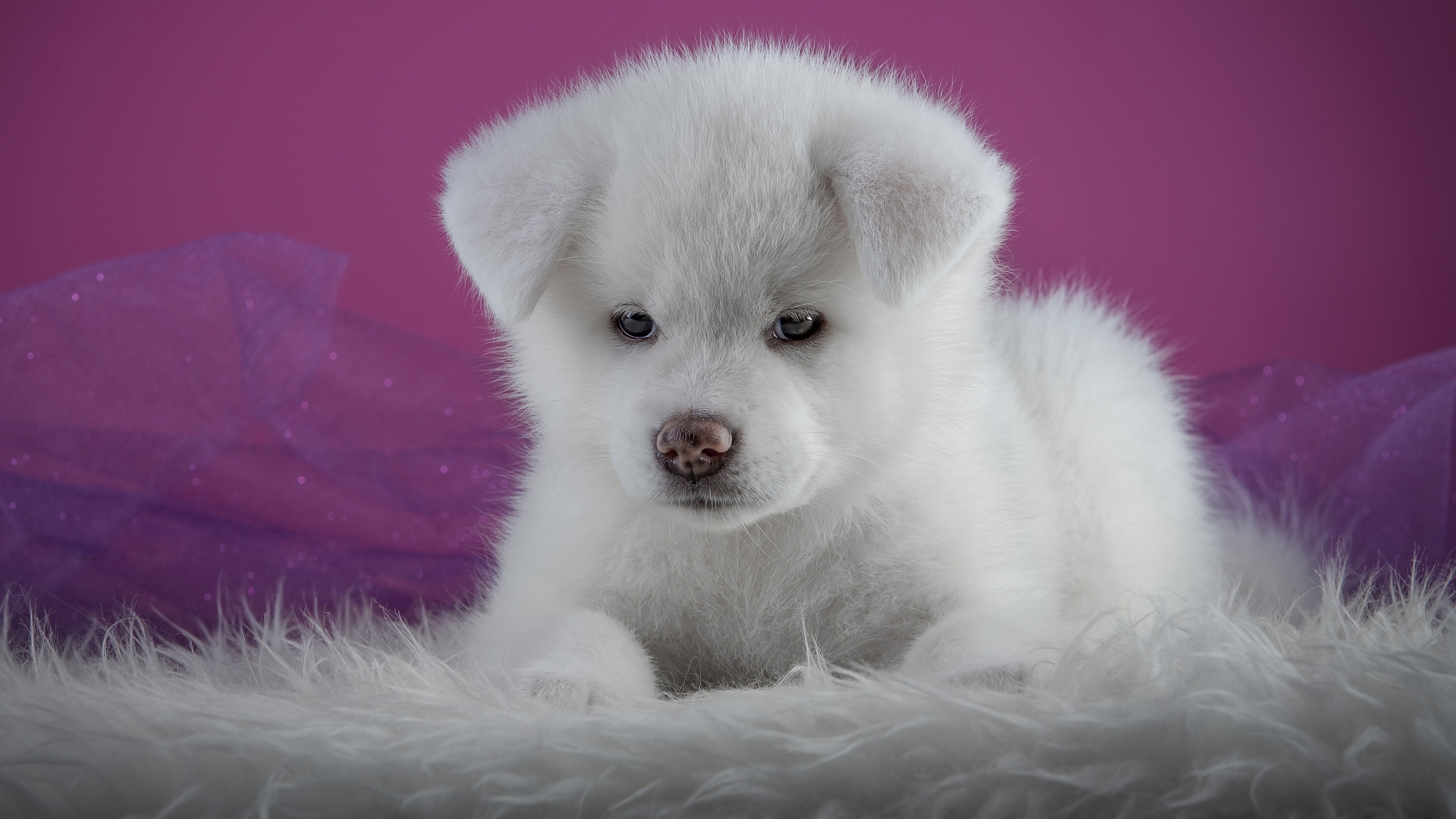 免费照片一只白色的秋田犬
