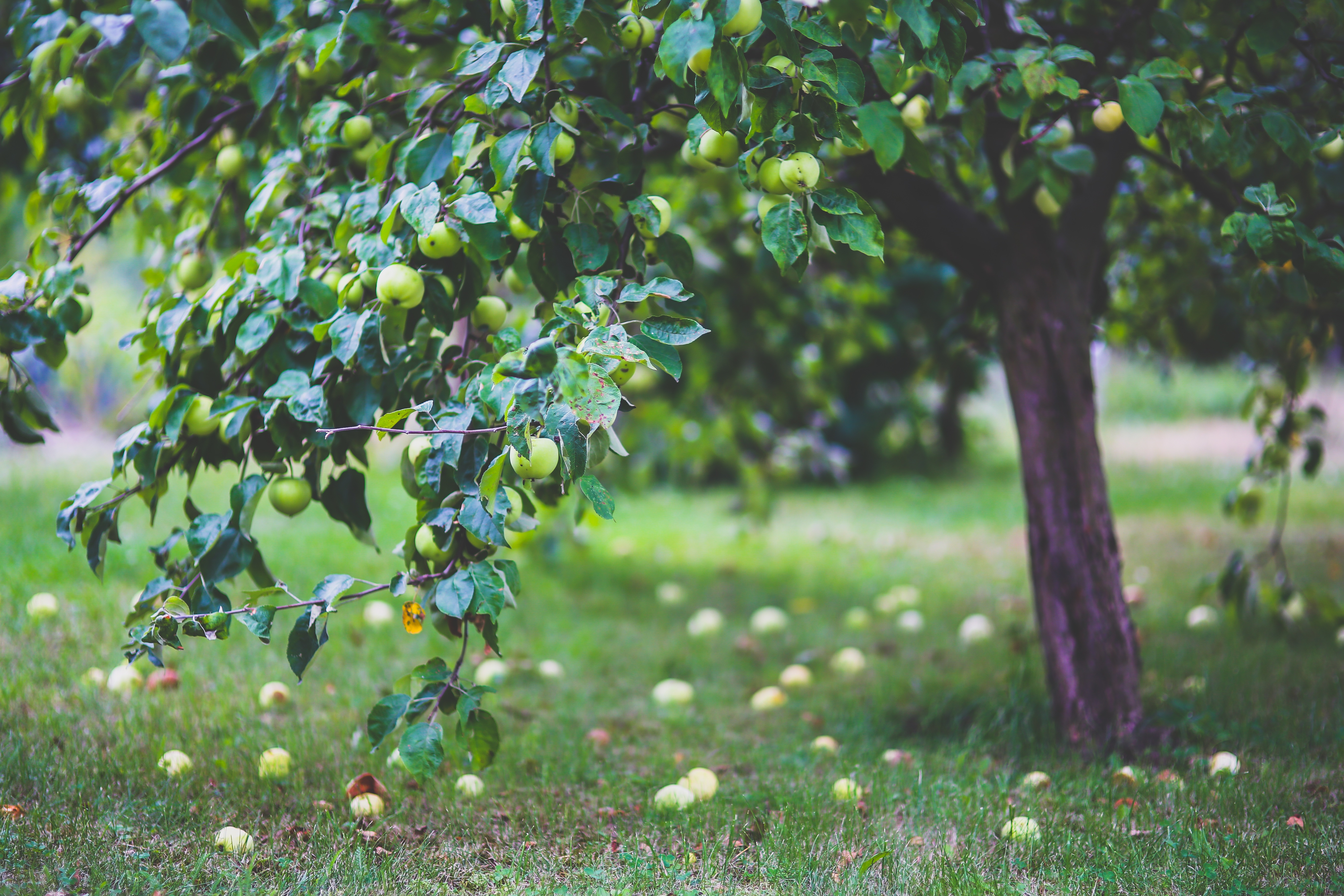 Free photo An apple tree with ripe fruit in the orchard