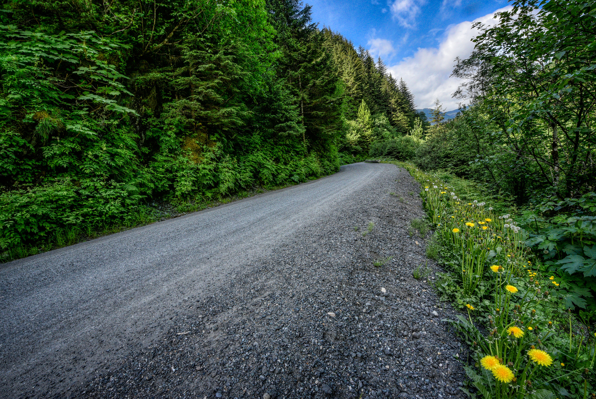 Wallpapers Road dandelions dirt road on the desktop