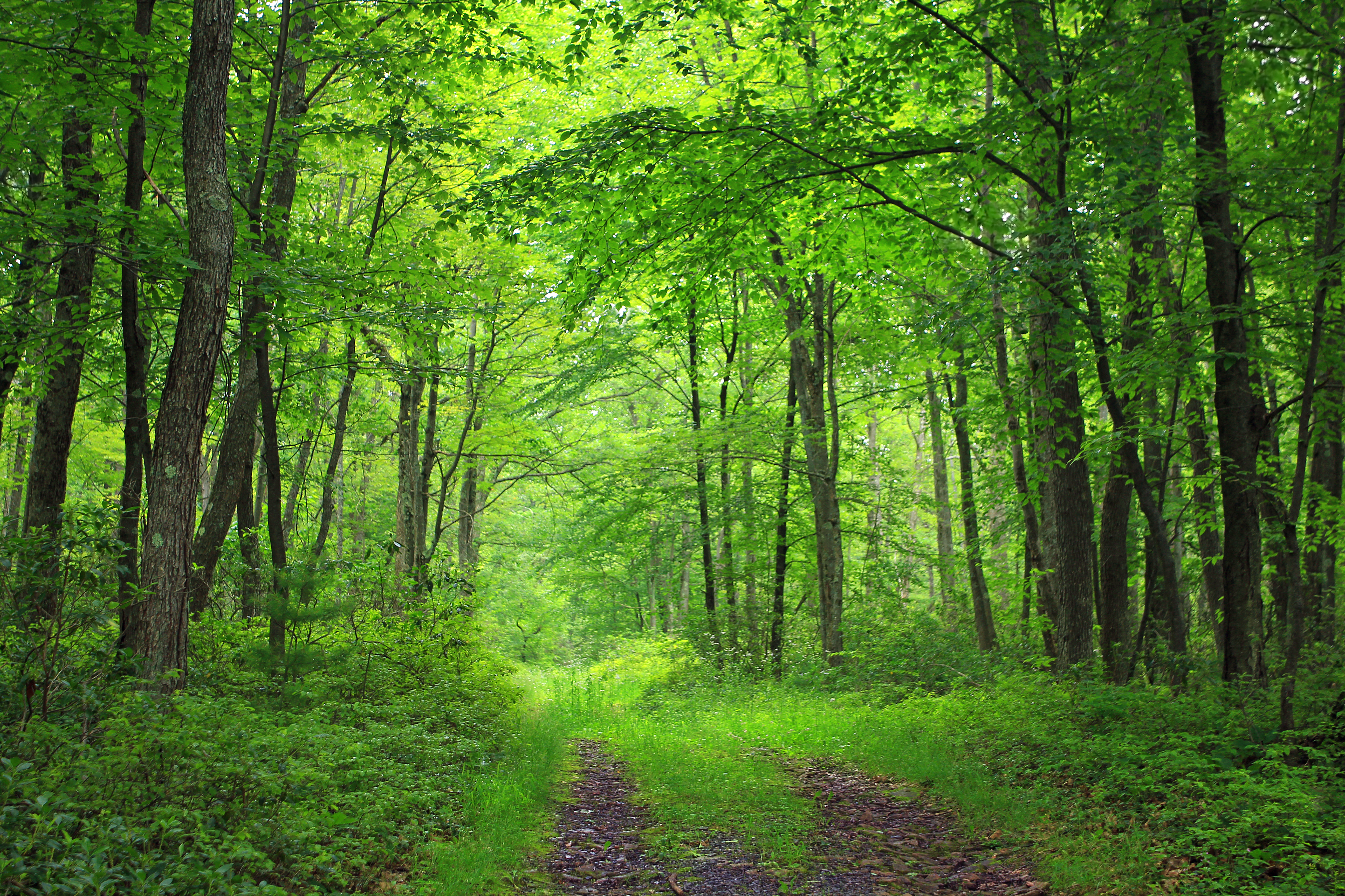 Wallpapers road forest road green on the desktop