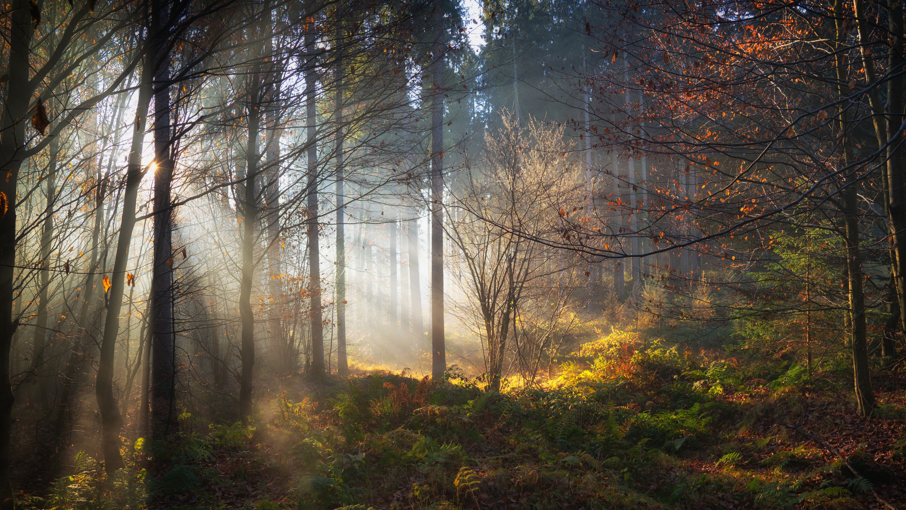 光线从森林中渗入