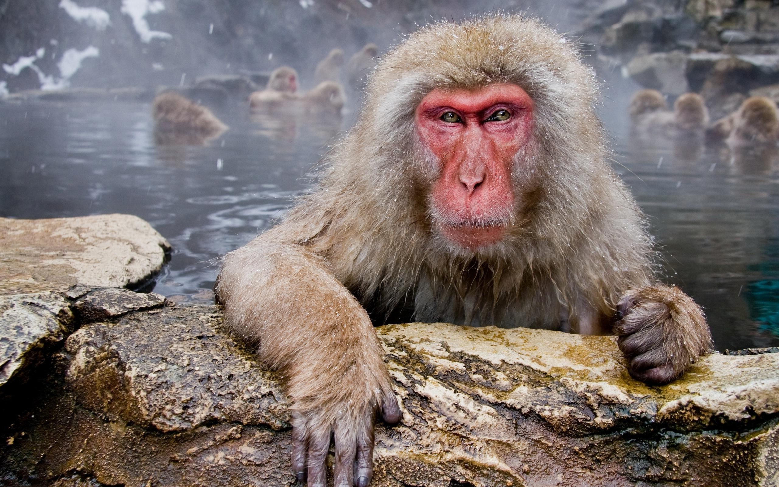 Wallpapers temple animals wildlife on the desktop