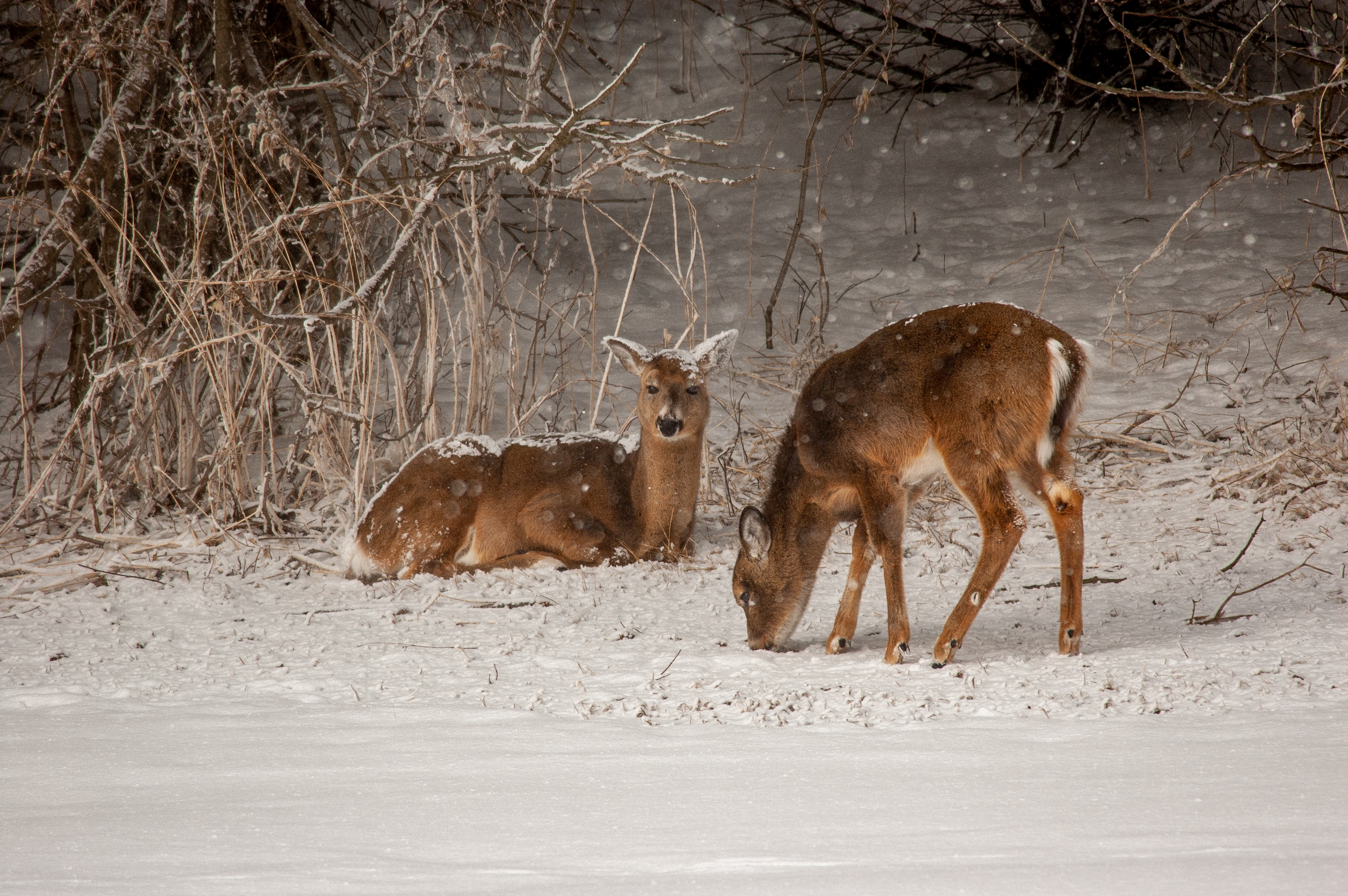 Free photo Reindeer search for food in the snow in winter